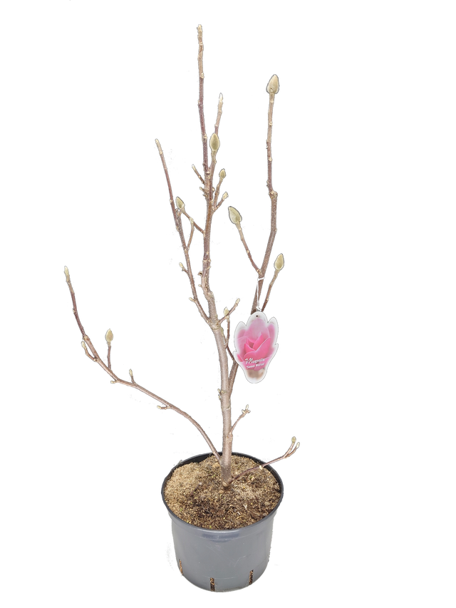 Magnolia mix 80 - 120 cm