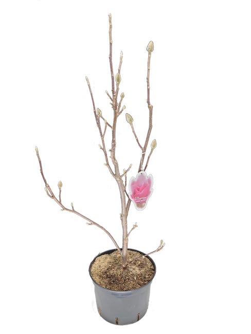 Magnolia mix 80 120 cm 45679494