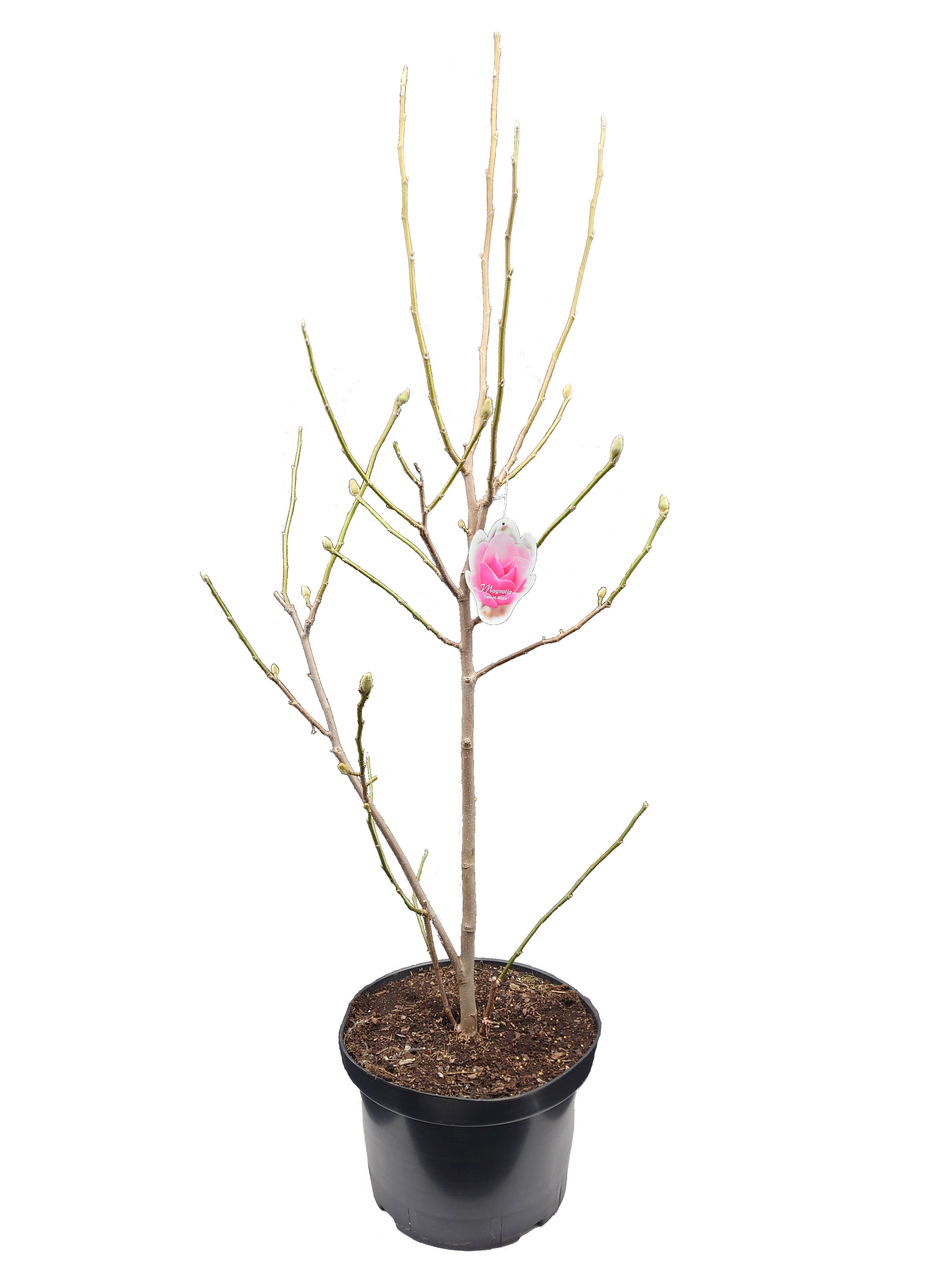 Magnolia mix 150 - 200 cm
