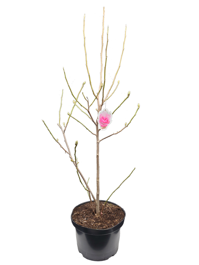 Magnolia mix 150 - 200 cm