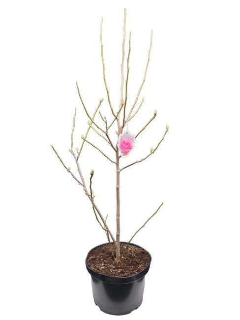 Magnolia mix 150 200 cm 45679515