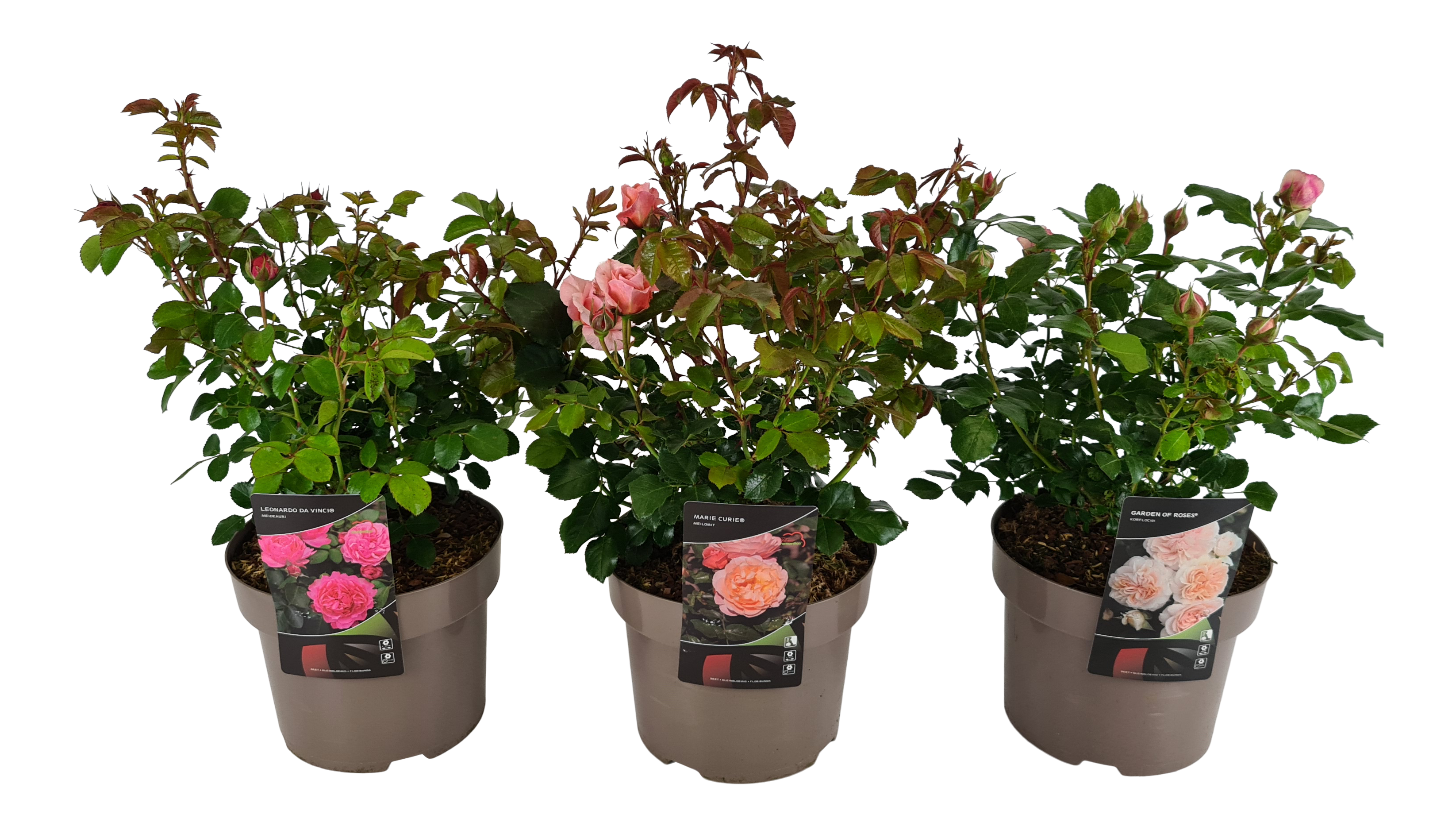 Roses Nostalgi / Romantic 50 cm - 2