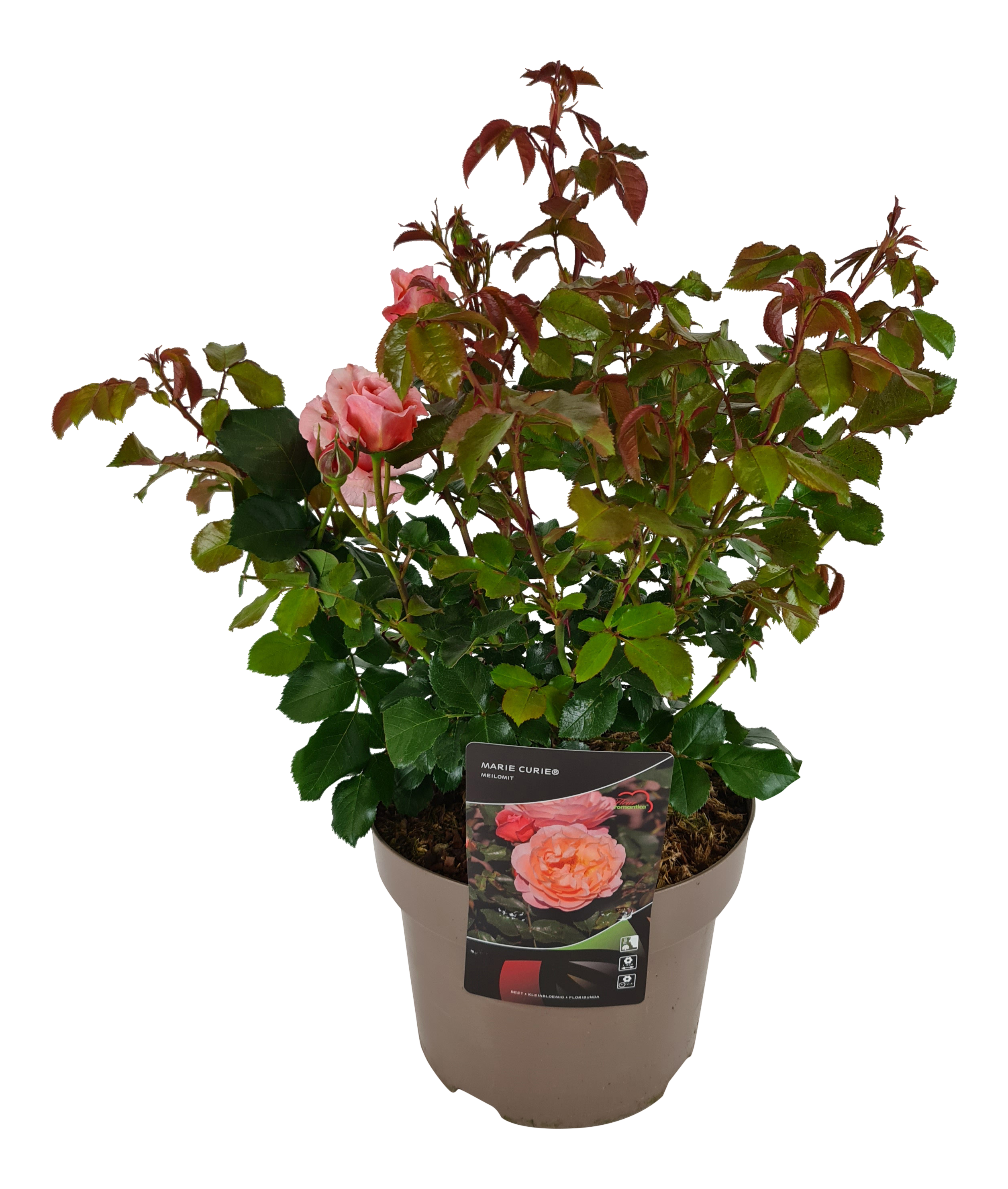 Róża Renesa mix 50 cm