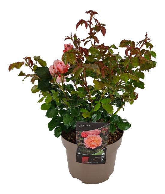 RÓŻA SCRUB 80CM P23 HAM 84177395