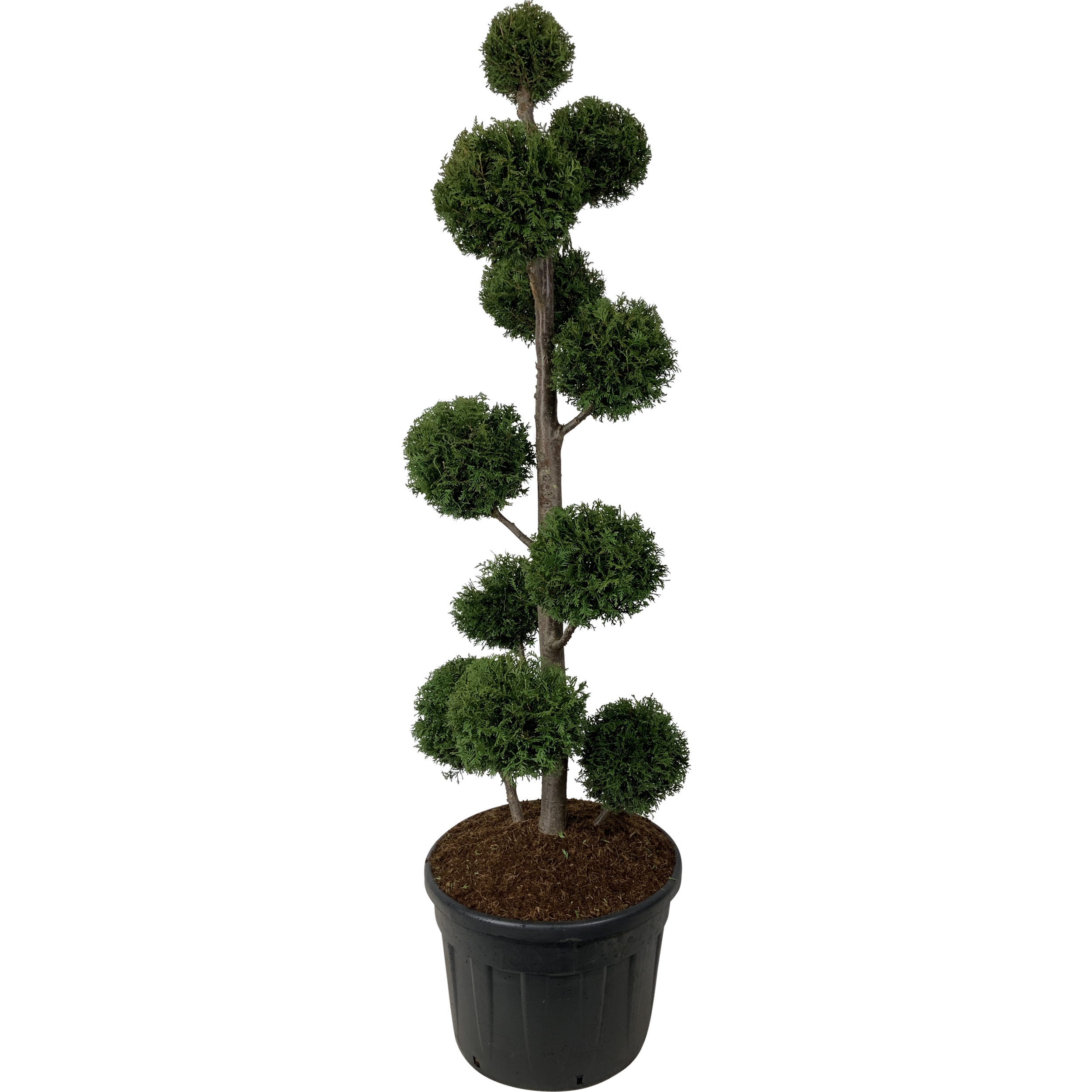 Tuja Żywotnik zachodni Brabant 240 cm multikule