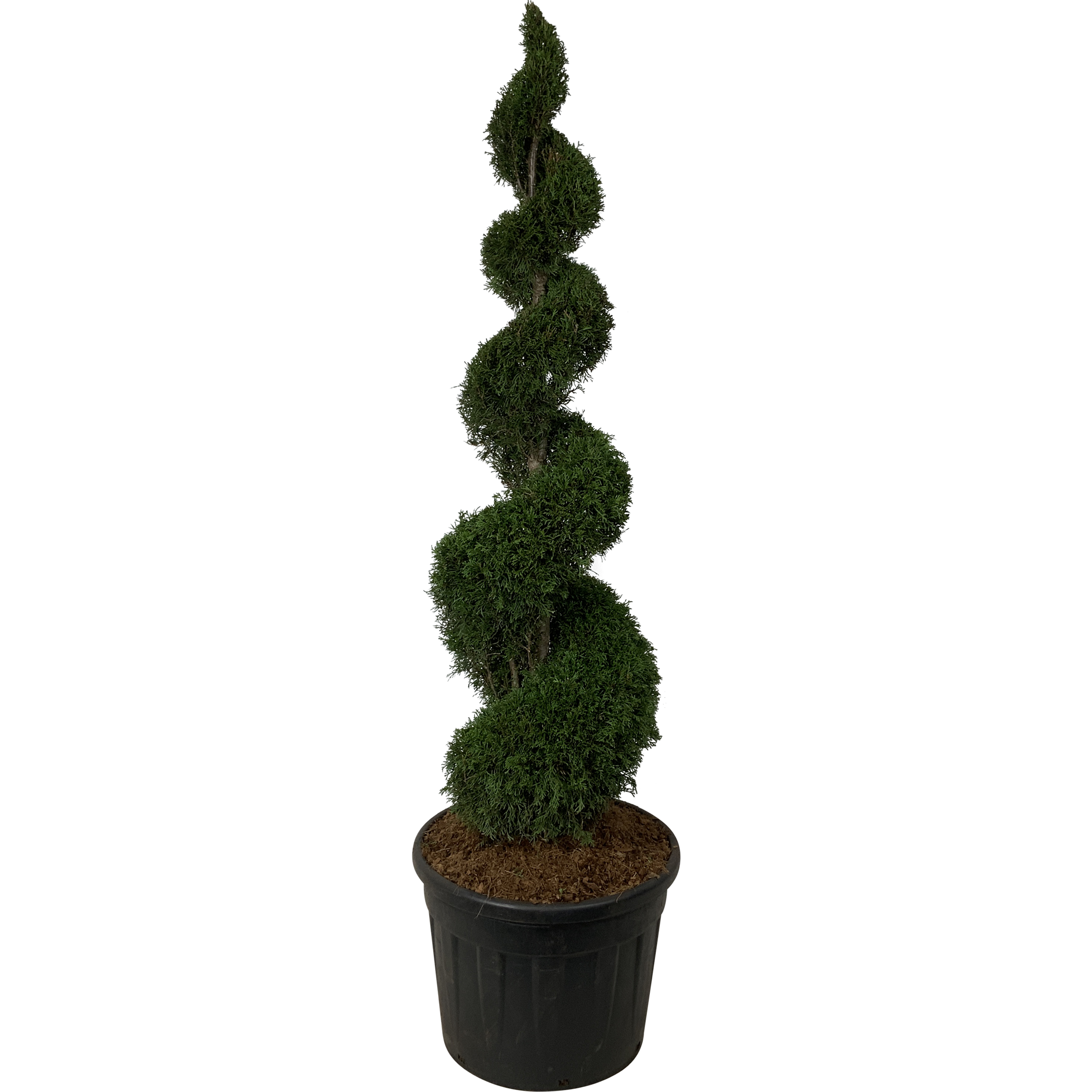 Tuja Żywotnik zachodni Szmaragd 240 cm spirala