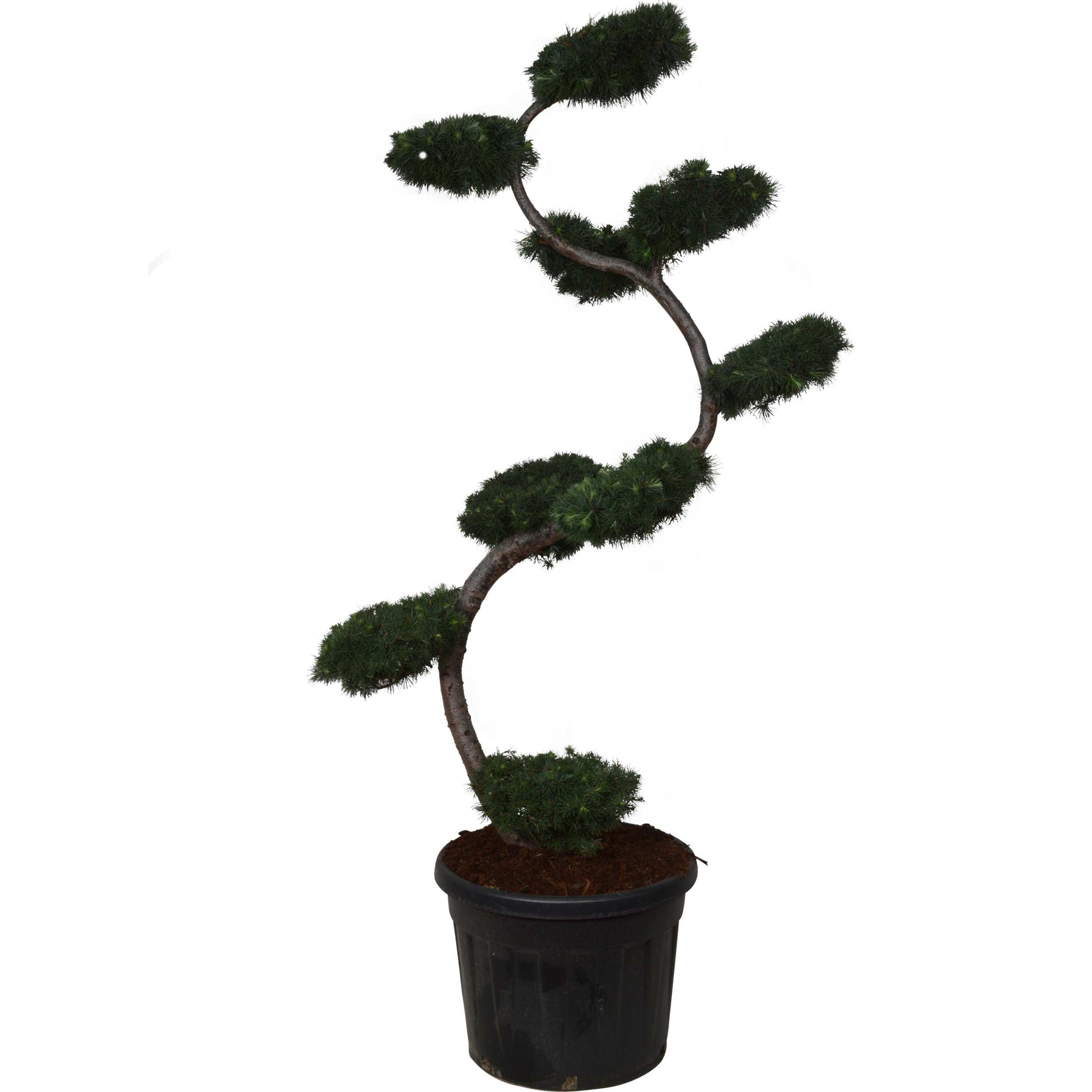 Modrzew Japoński Bonsai 160-170 cm