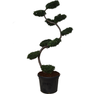 Roliny bonsai | Leroy Merlin