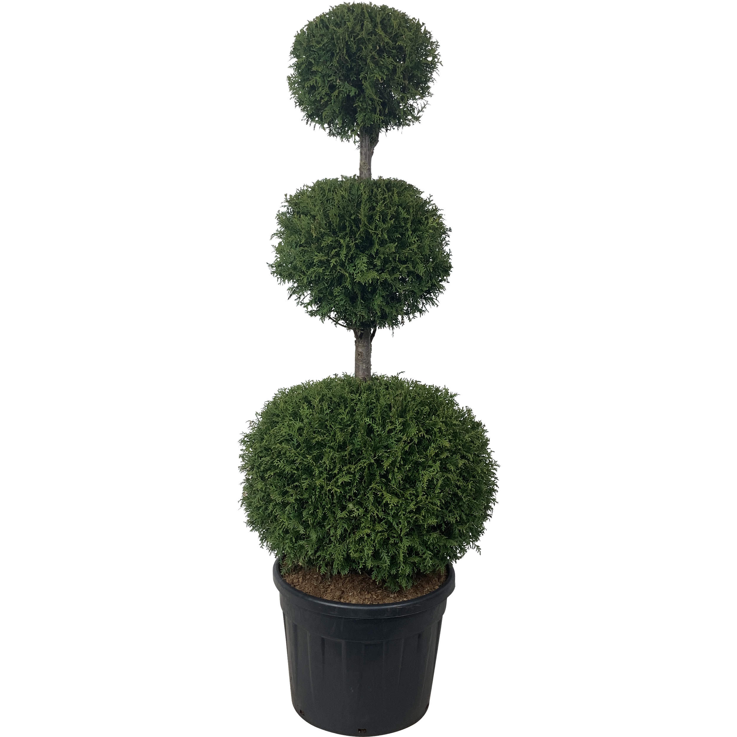 Tuja Żywotnik zachodni Brabant 210 cm 3 kule