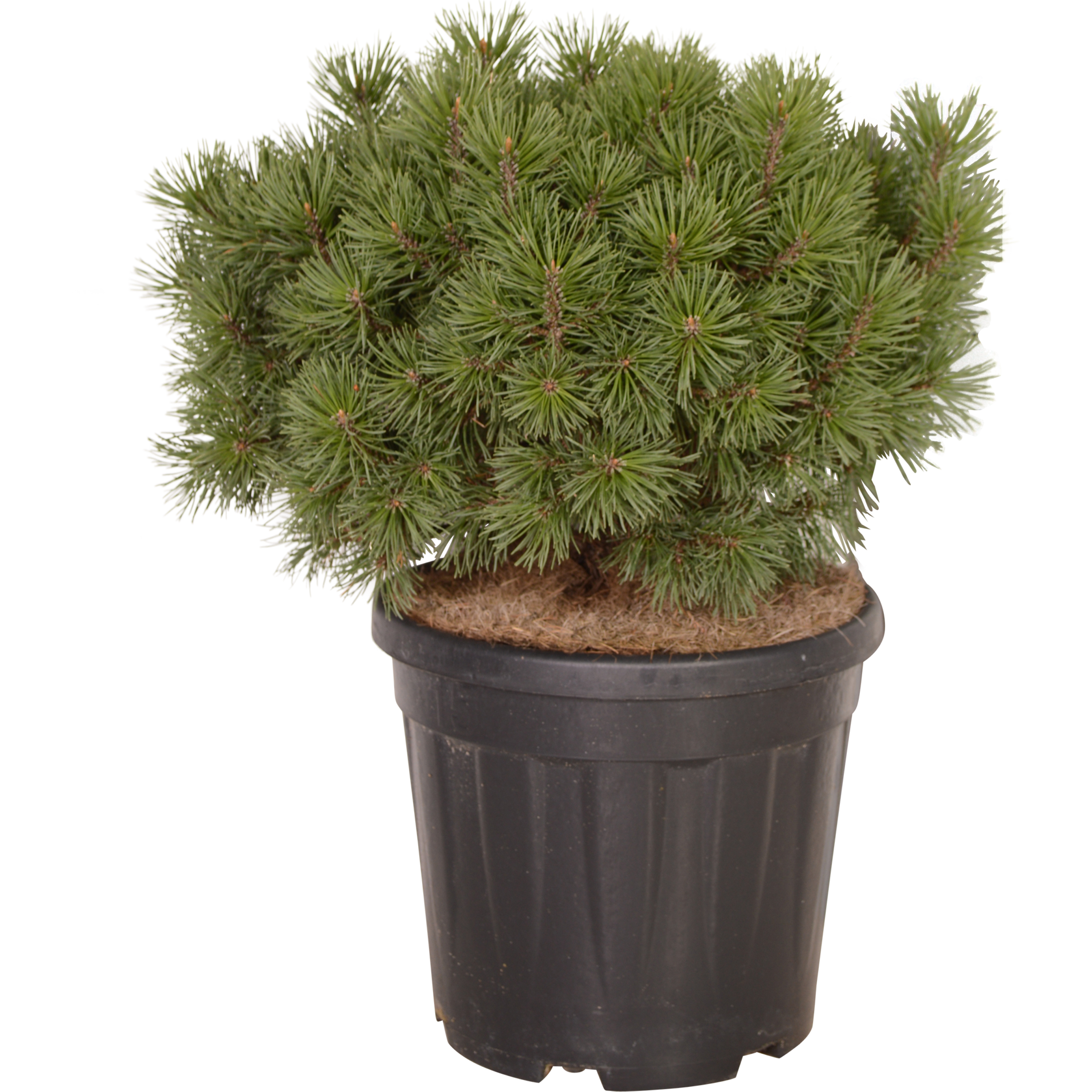 Sosna górska Mops 50 cm
