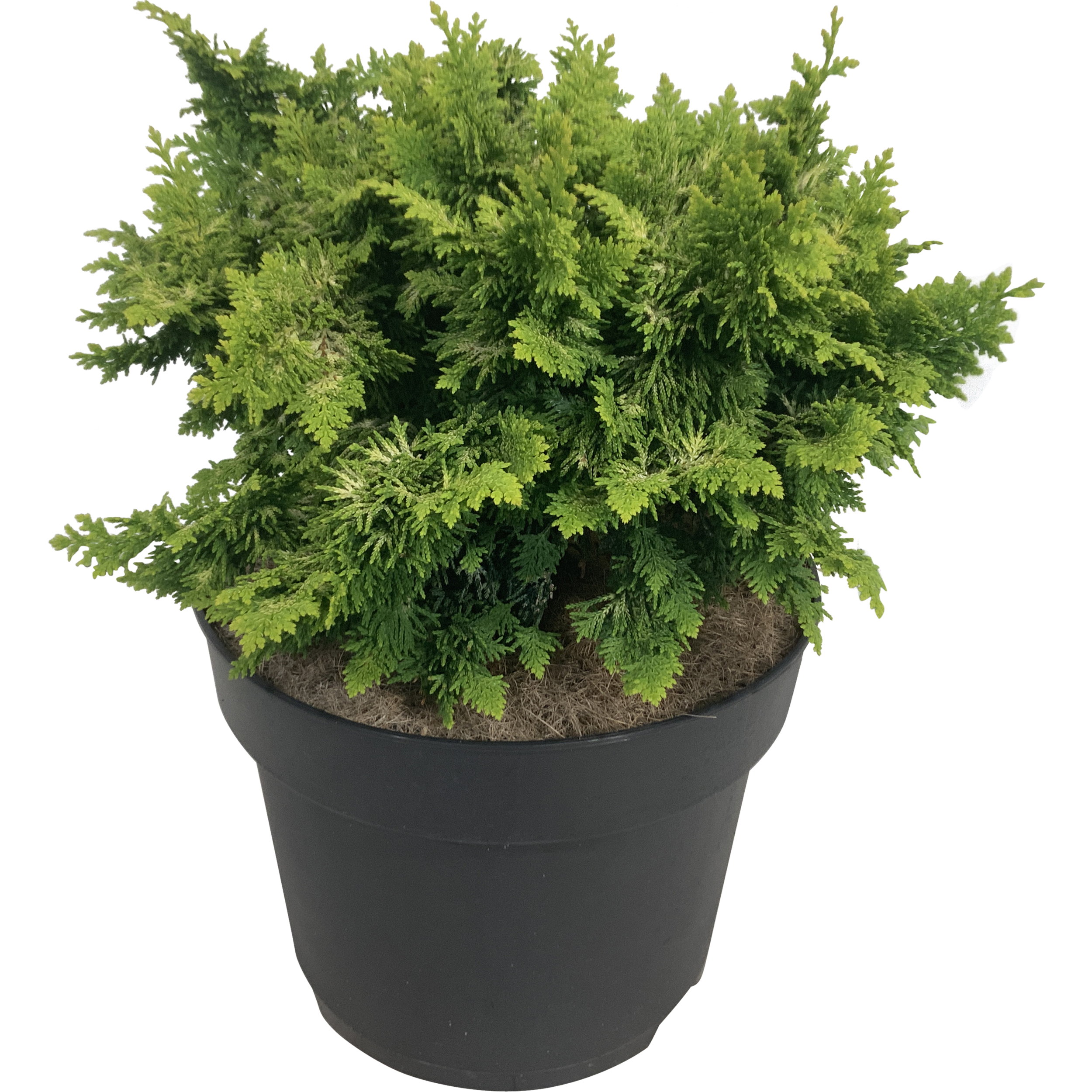 Cyprysik Fernspray 50 cm