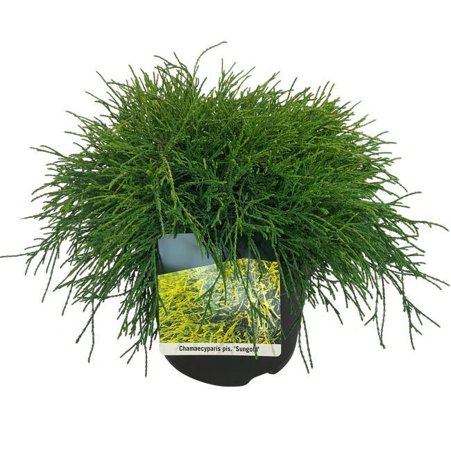 Cyprysik sungold 60 cm 84698423