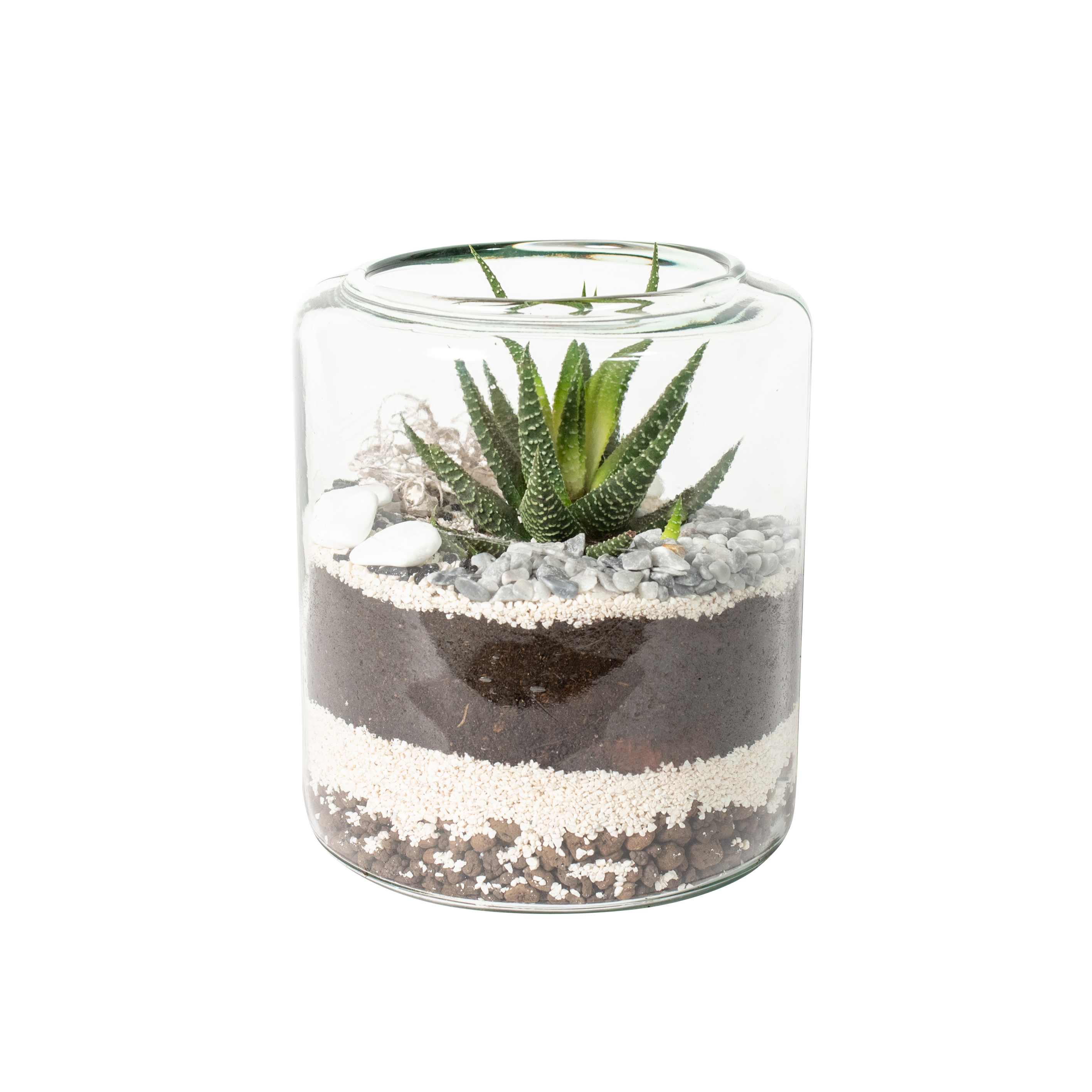 Aloes drzewiasty mini ogród w szkle śr.14-15 cm