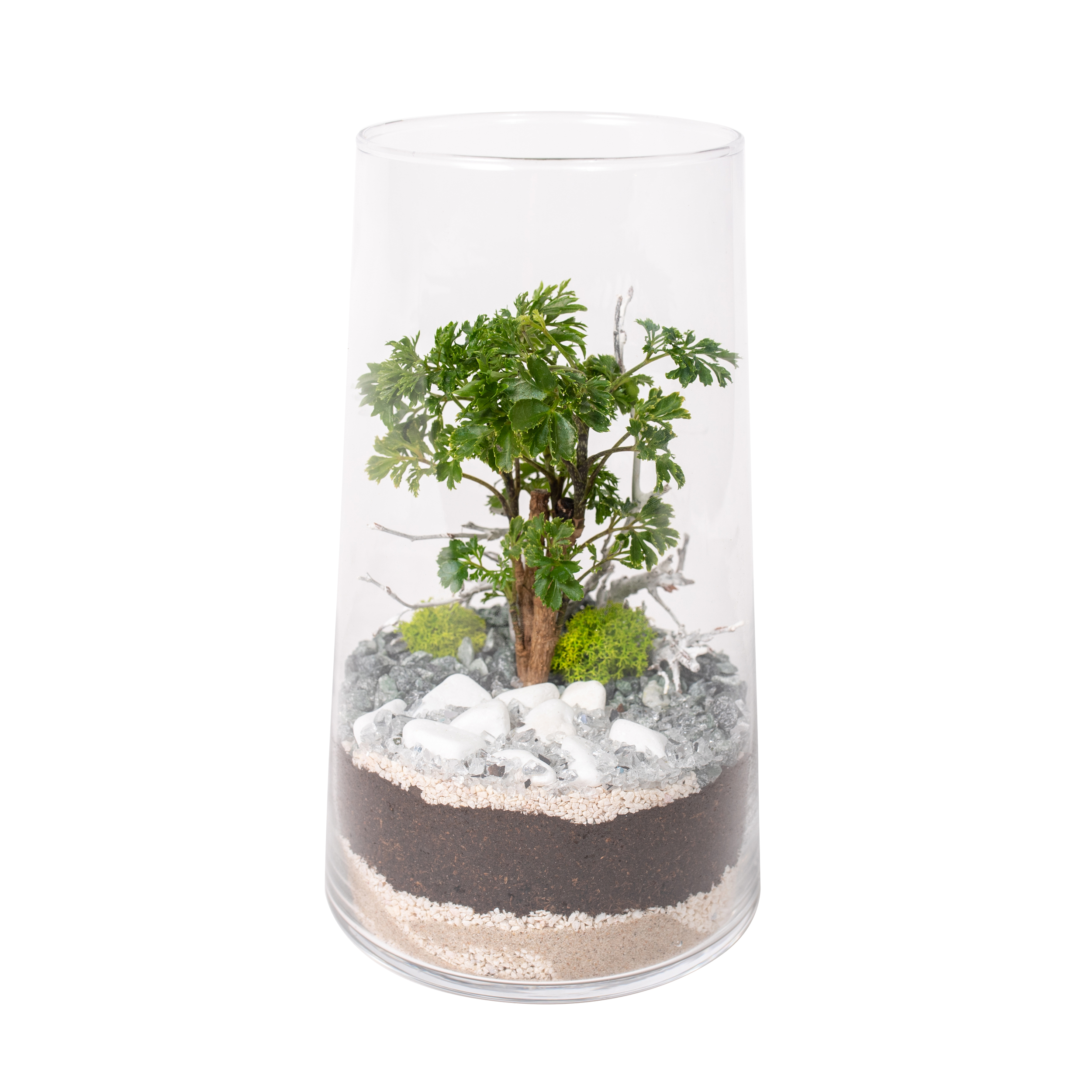 Aralia mini ogród w szkle śr.11-12 cm