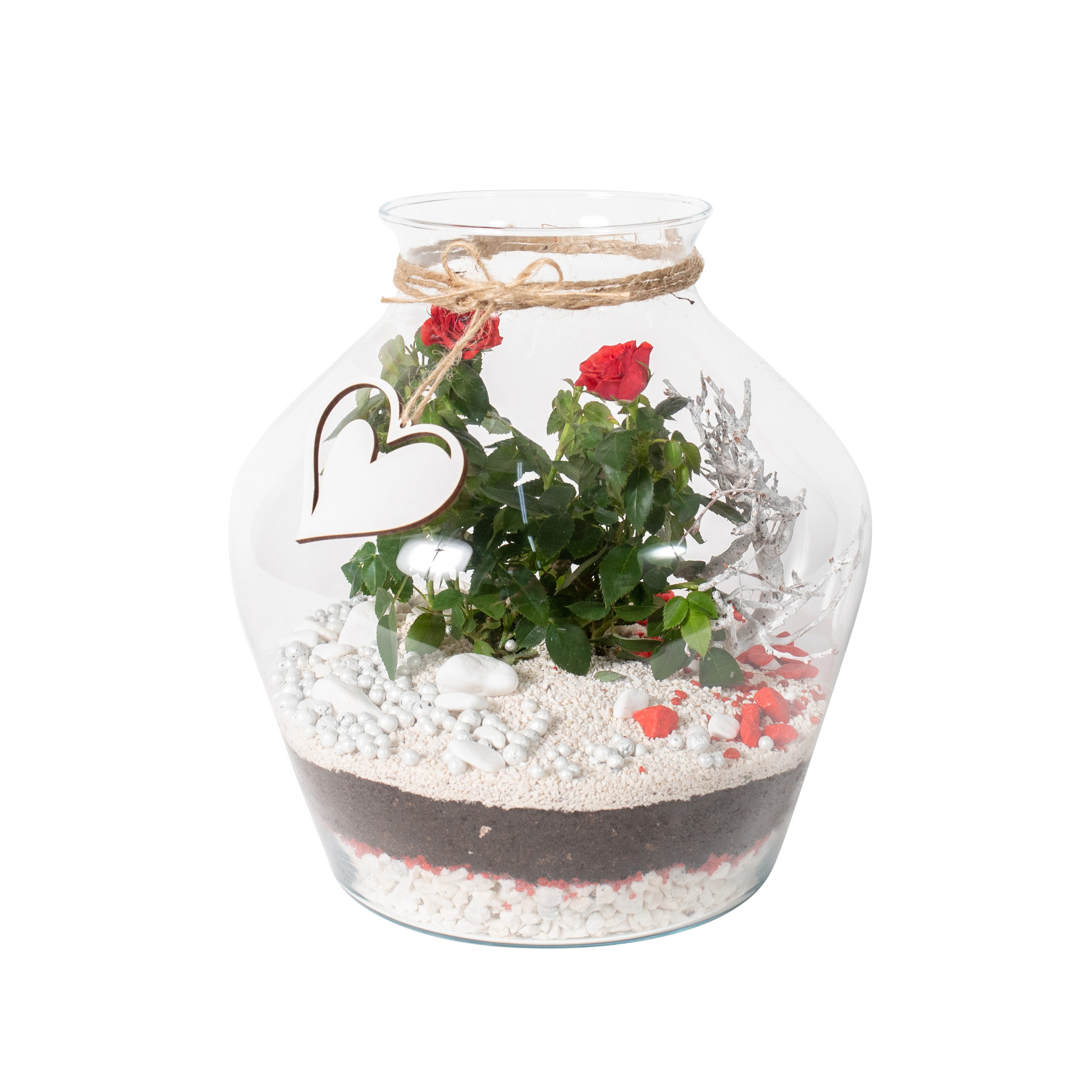 Róża miniaturowa ogród w szkle śr.17-24 cm