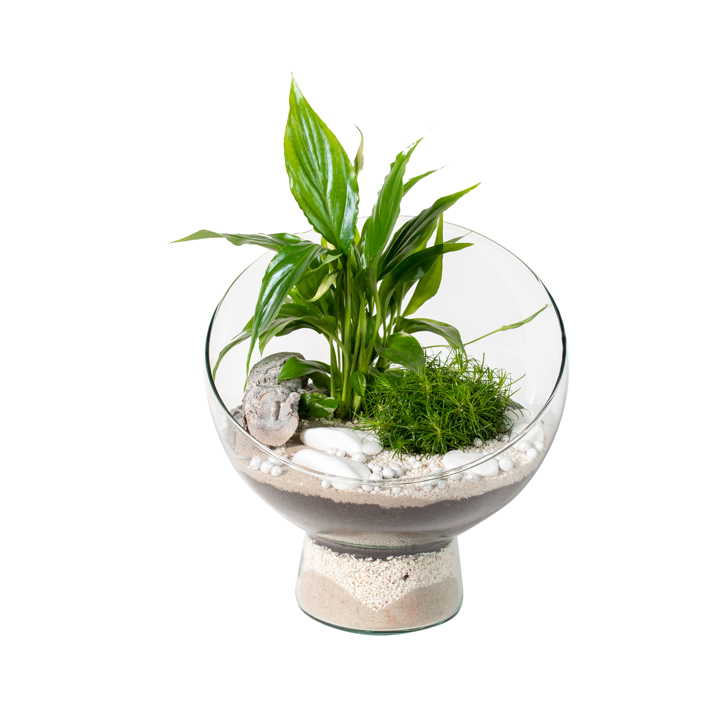 Skrzydłokwiat ogród w szkle śr.20 cm