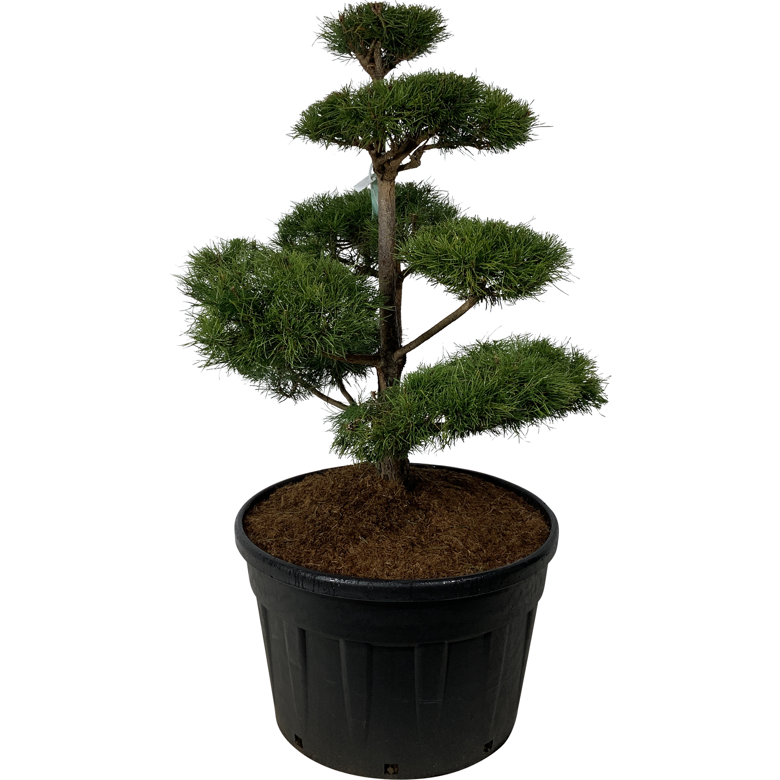 Sosna zwyczajna Bonsai 160 cm