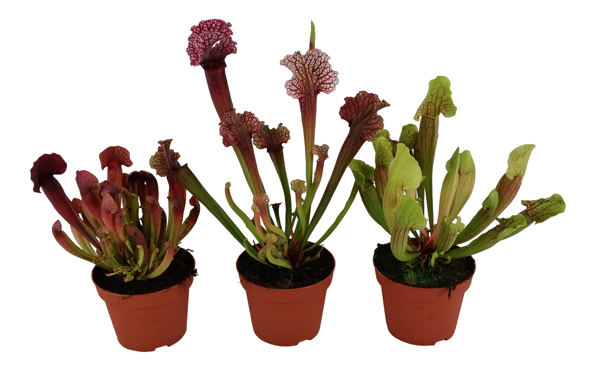 Kapturnica mix 30 cm
