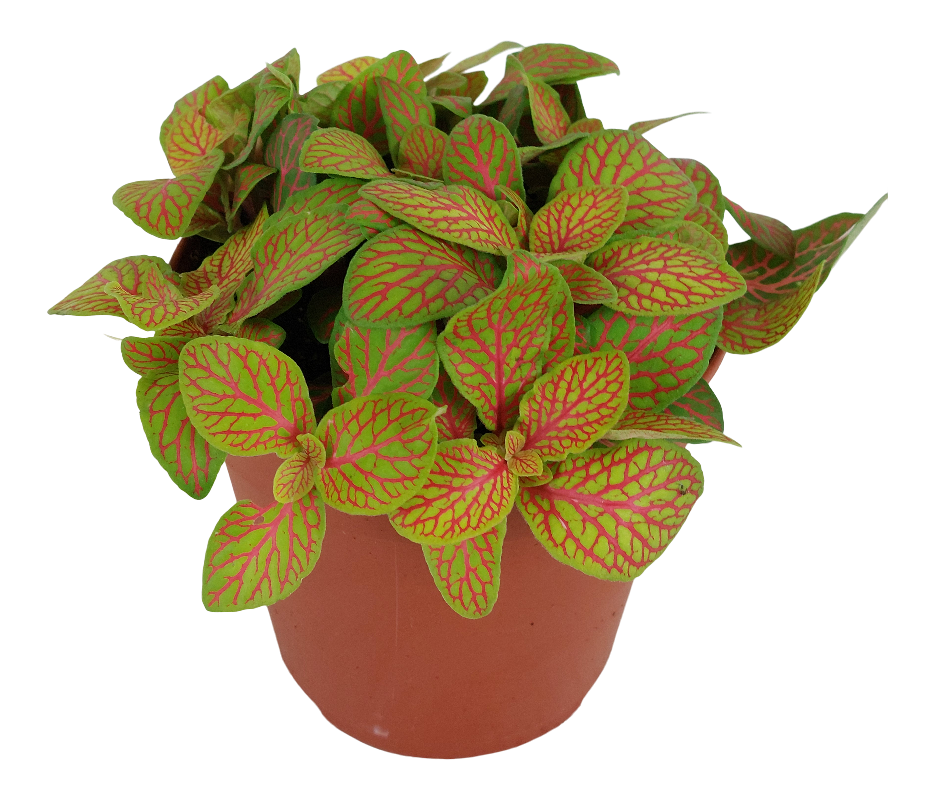 Fitonia Ruby Lime 18 cm