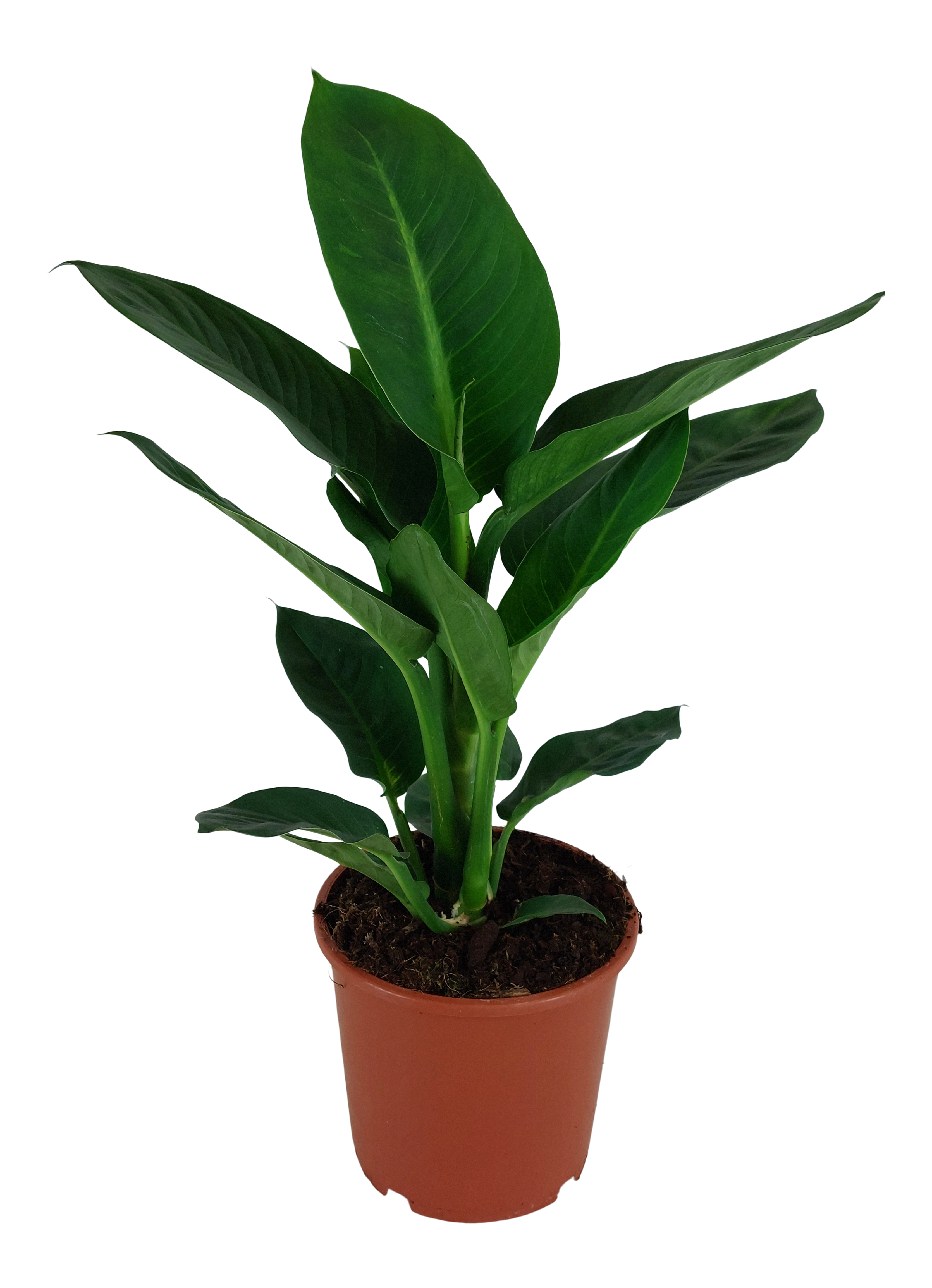 Difenbachia mix 60 cm
