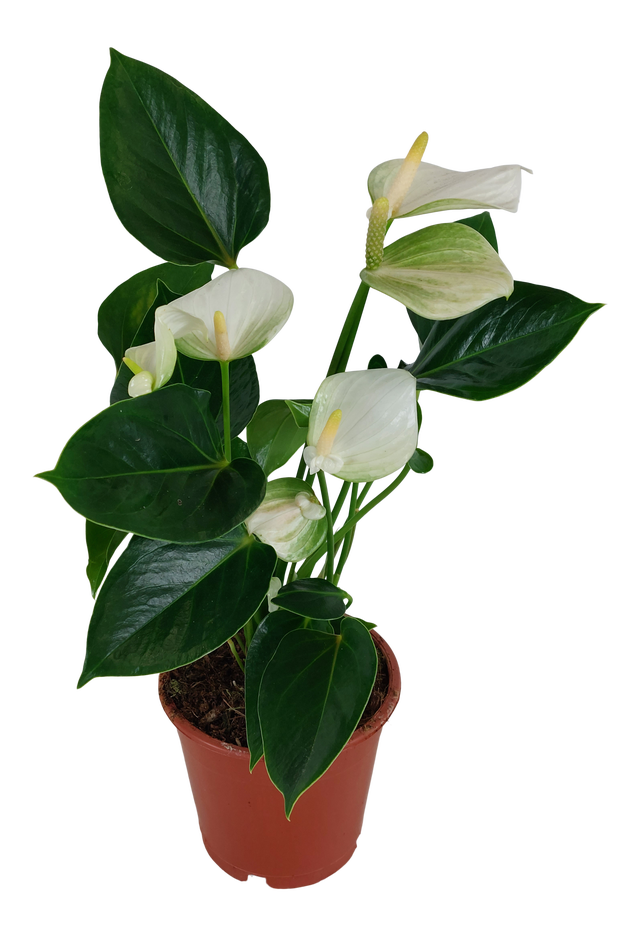 Anturium Elido White 40 cm