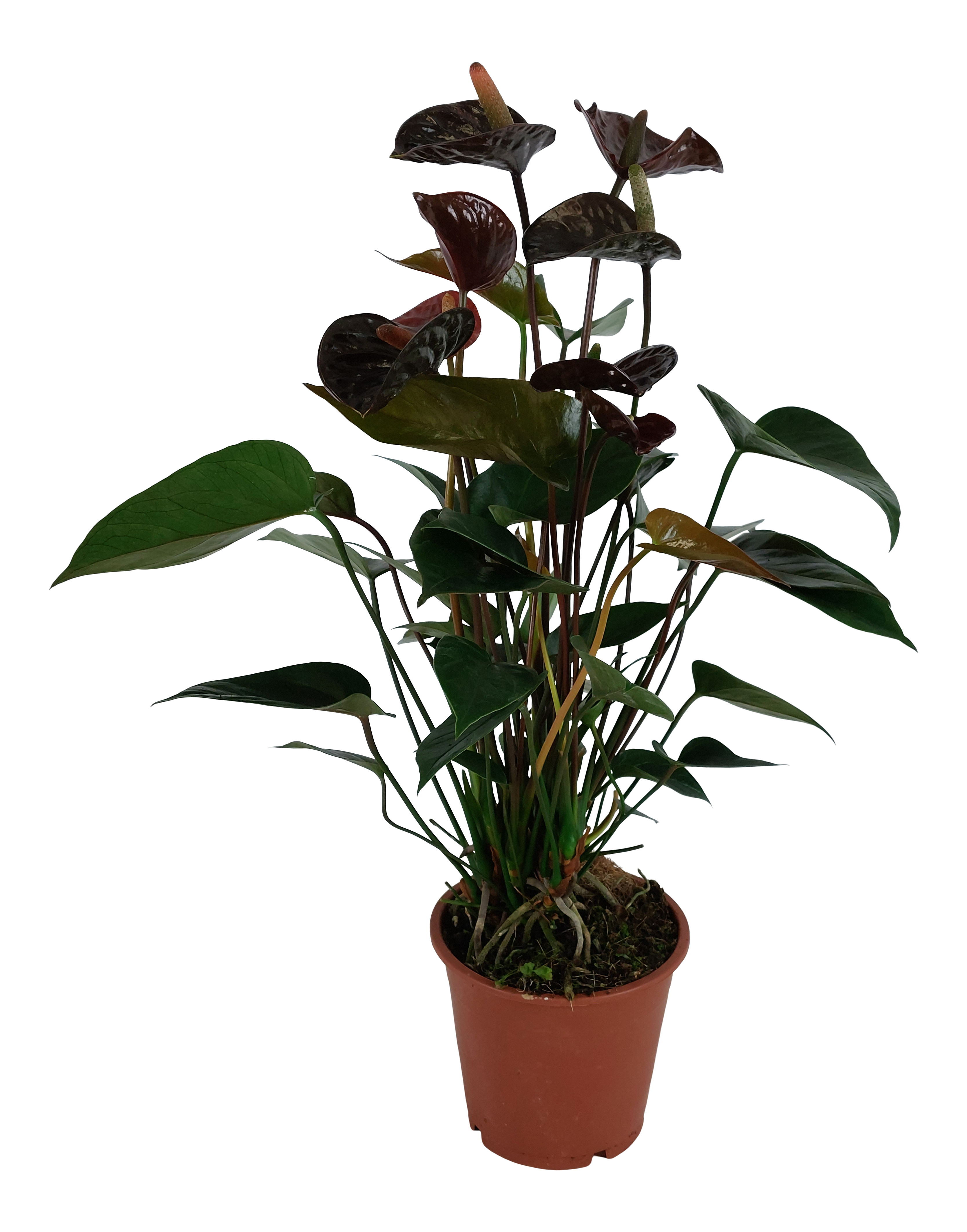 Anturium Black Love 40 cm