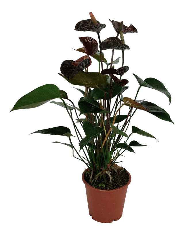 Anturium Black Love 40 cm