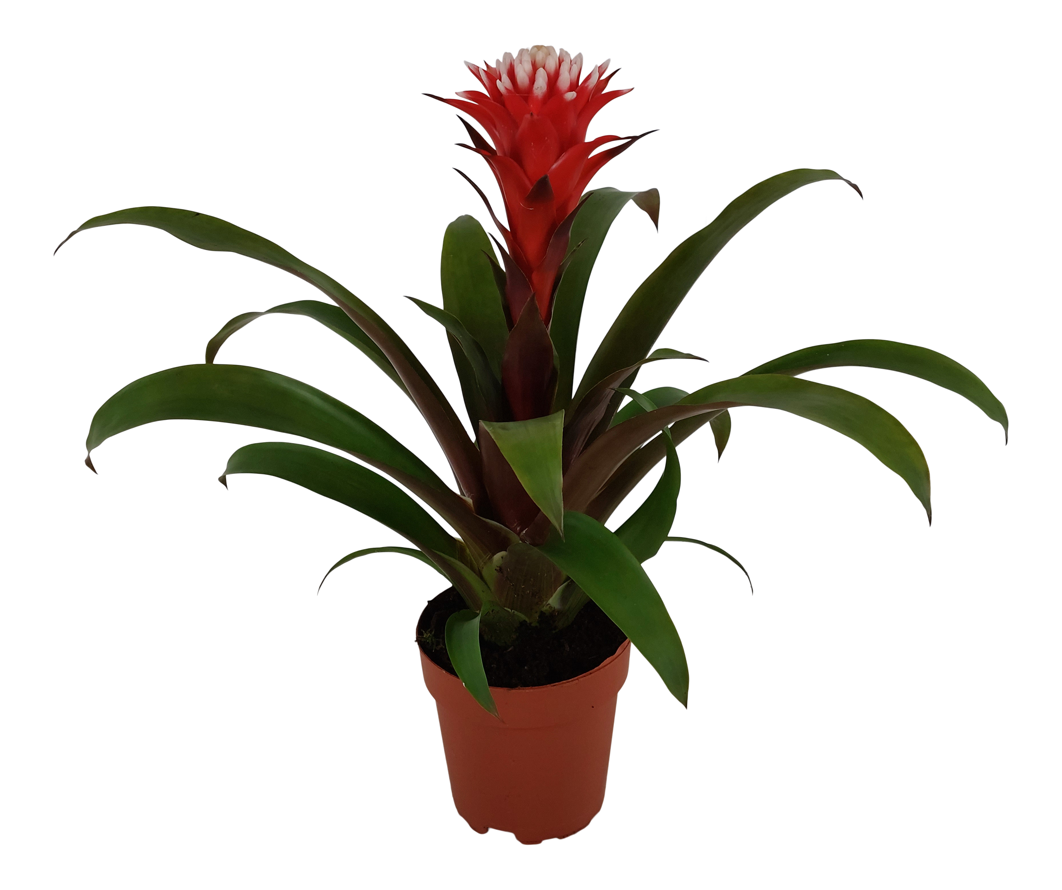 Guzmania Hope 43cm