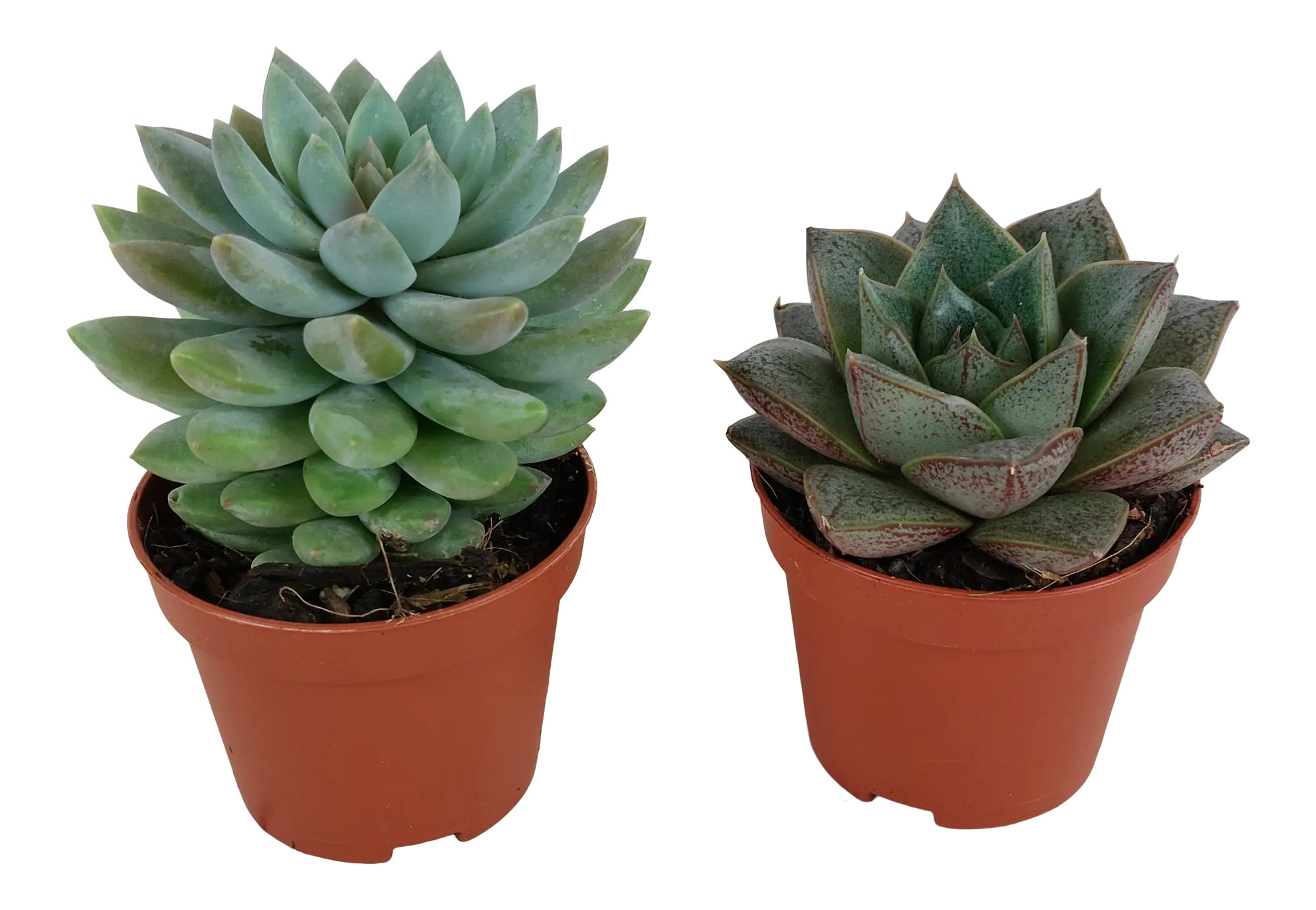 Eszeweria Estrela Purpurosum mix 7 cm