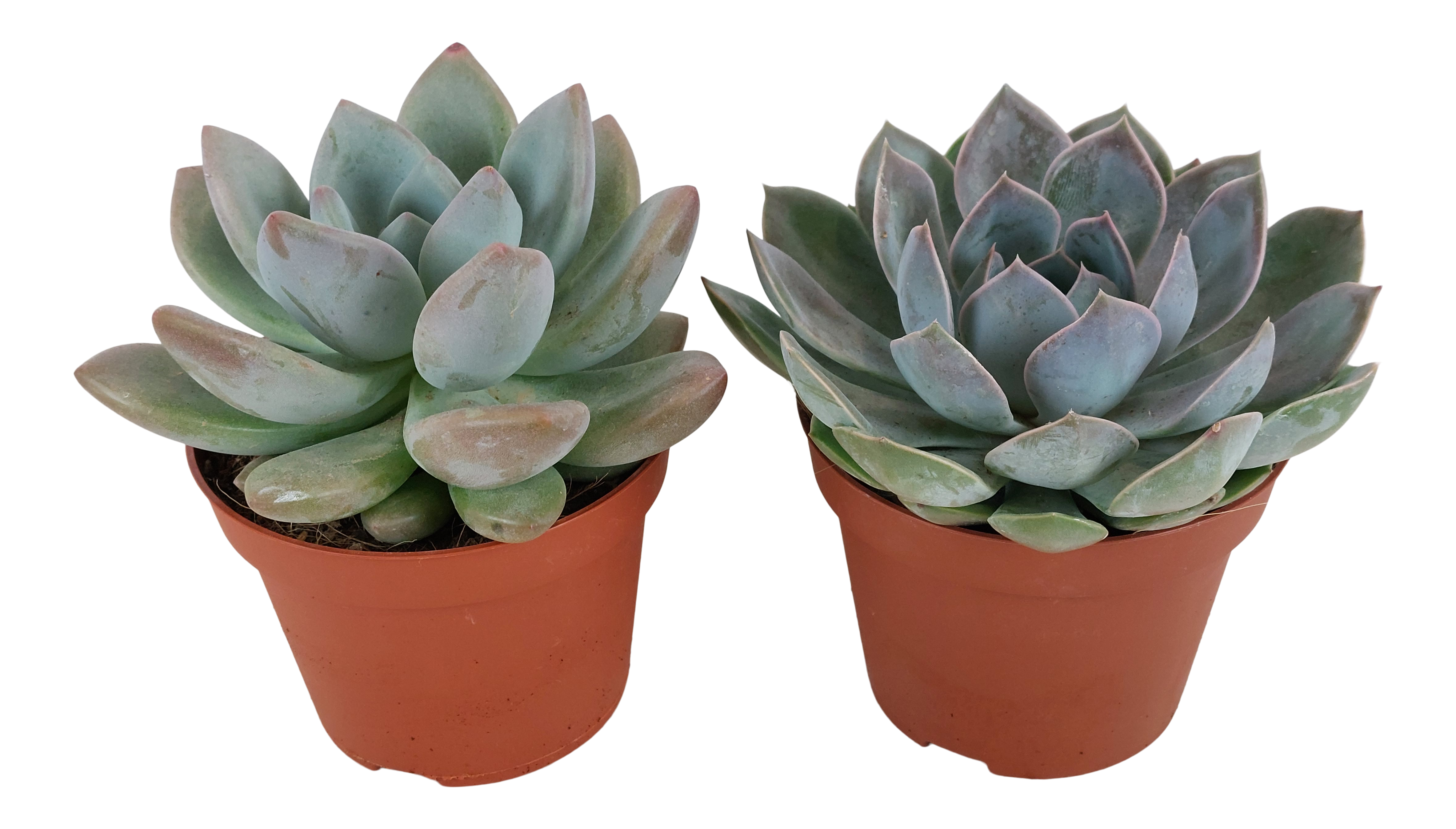 Eszeweria Jasiri Grosso mix 12 cm
