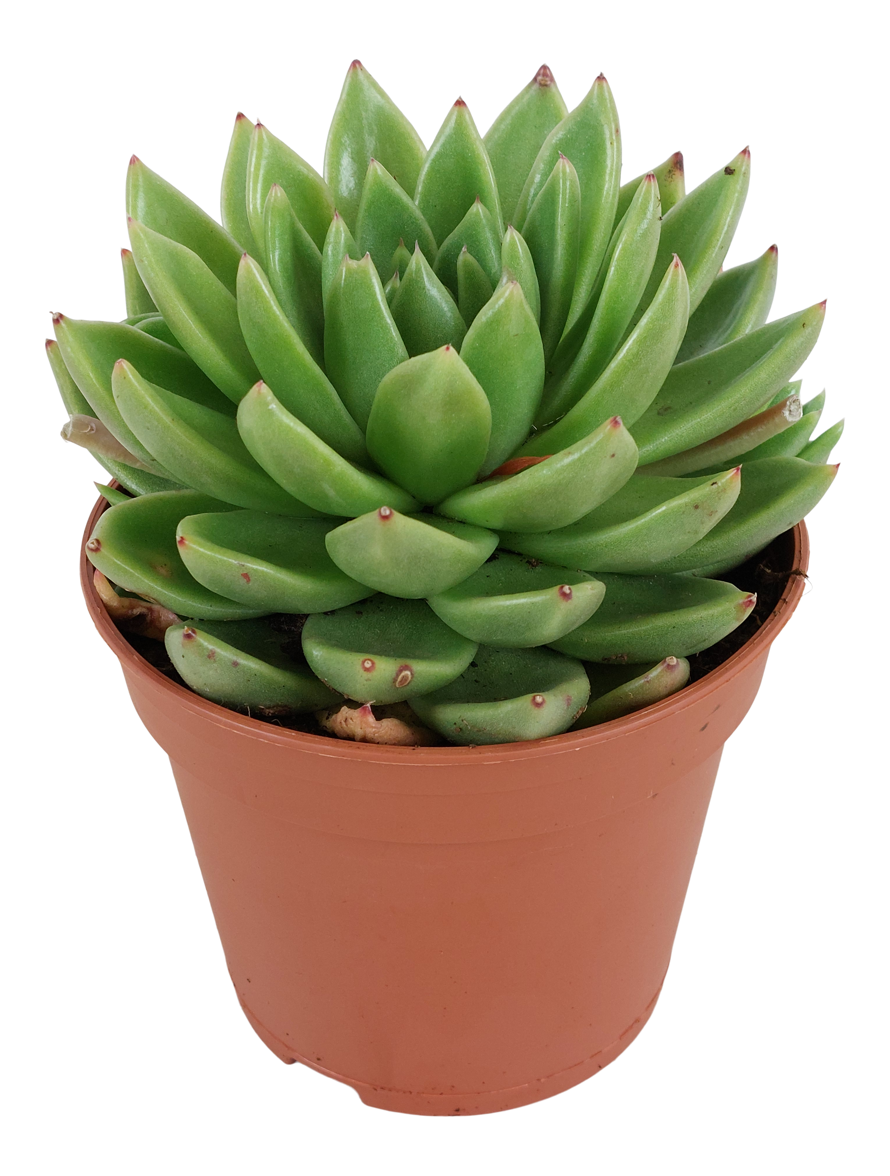 Eszeweria Miranda 25 cm