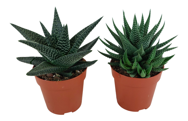 Haworsja Univers Roy High mix 12 cm