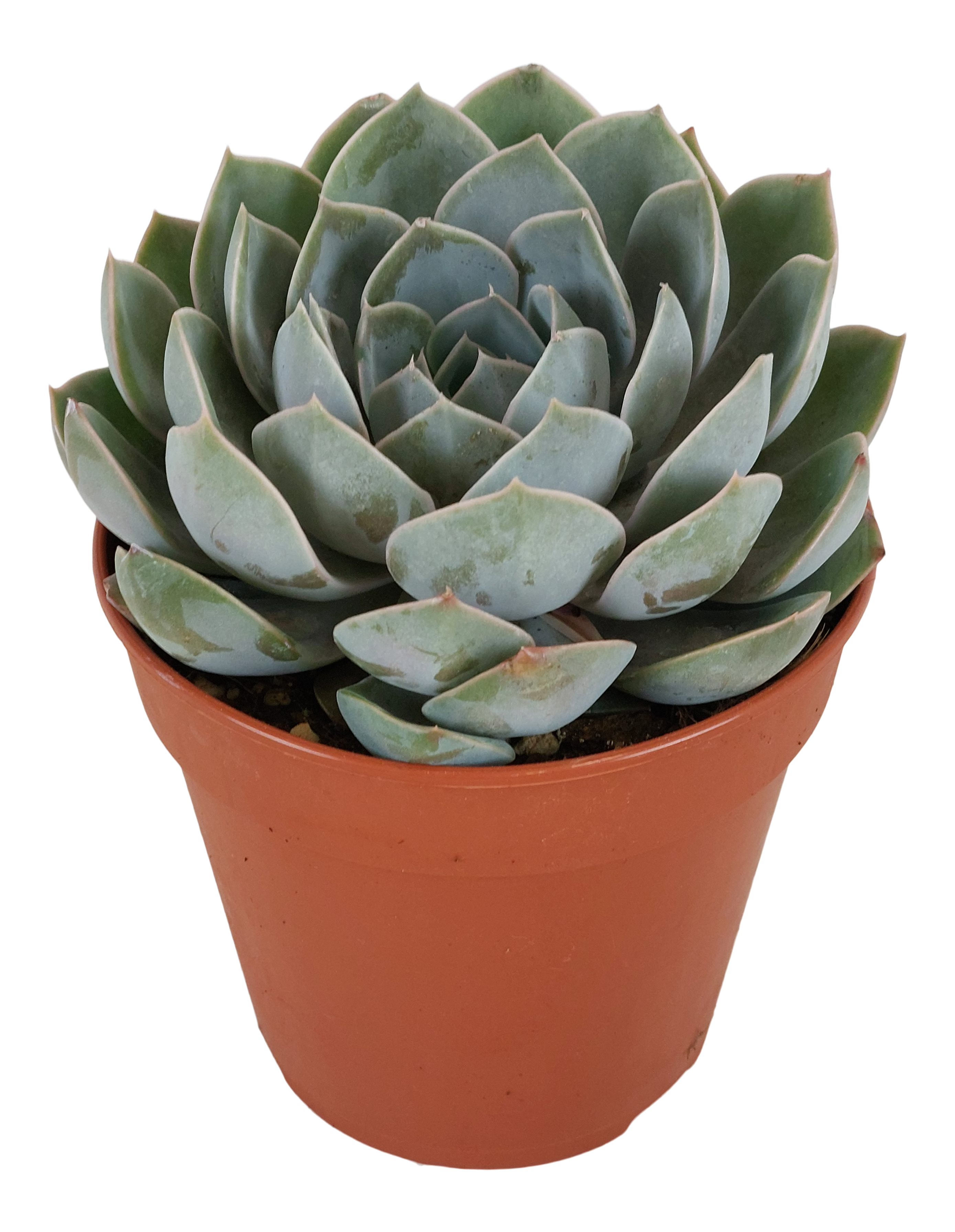 Eszeweria Grande Cinza 15 cm