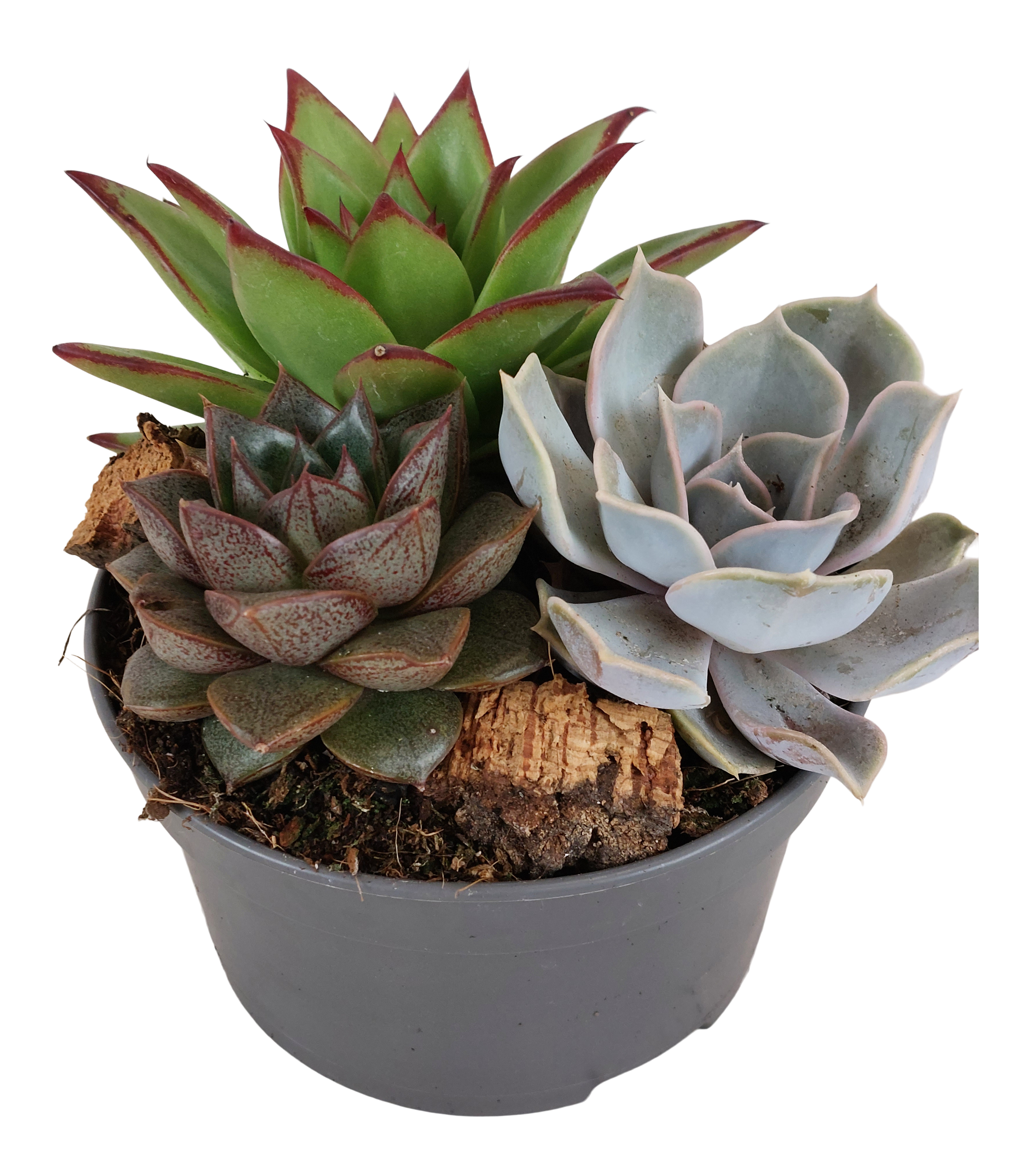 Eszeweria Trio mix 15 cm