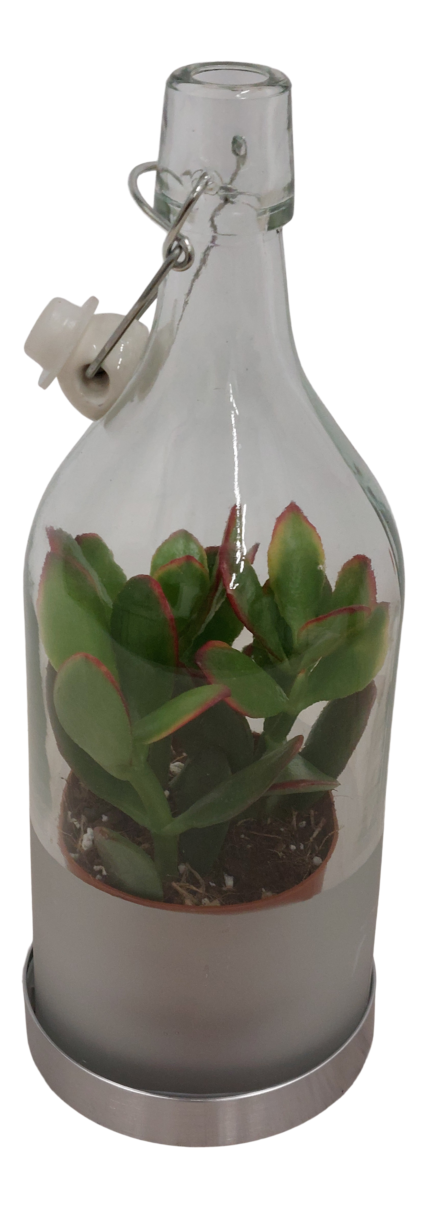 Sukulenty mix 14 cm w butelce