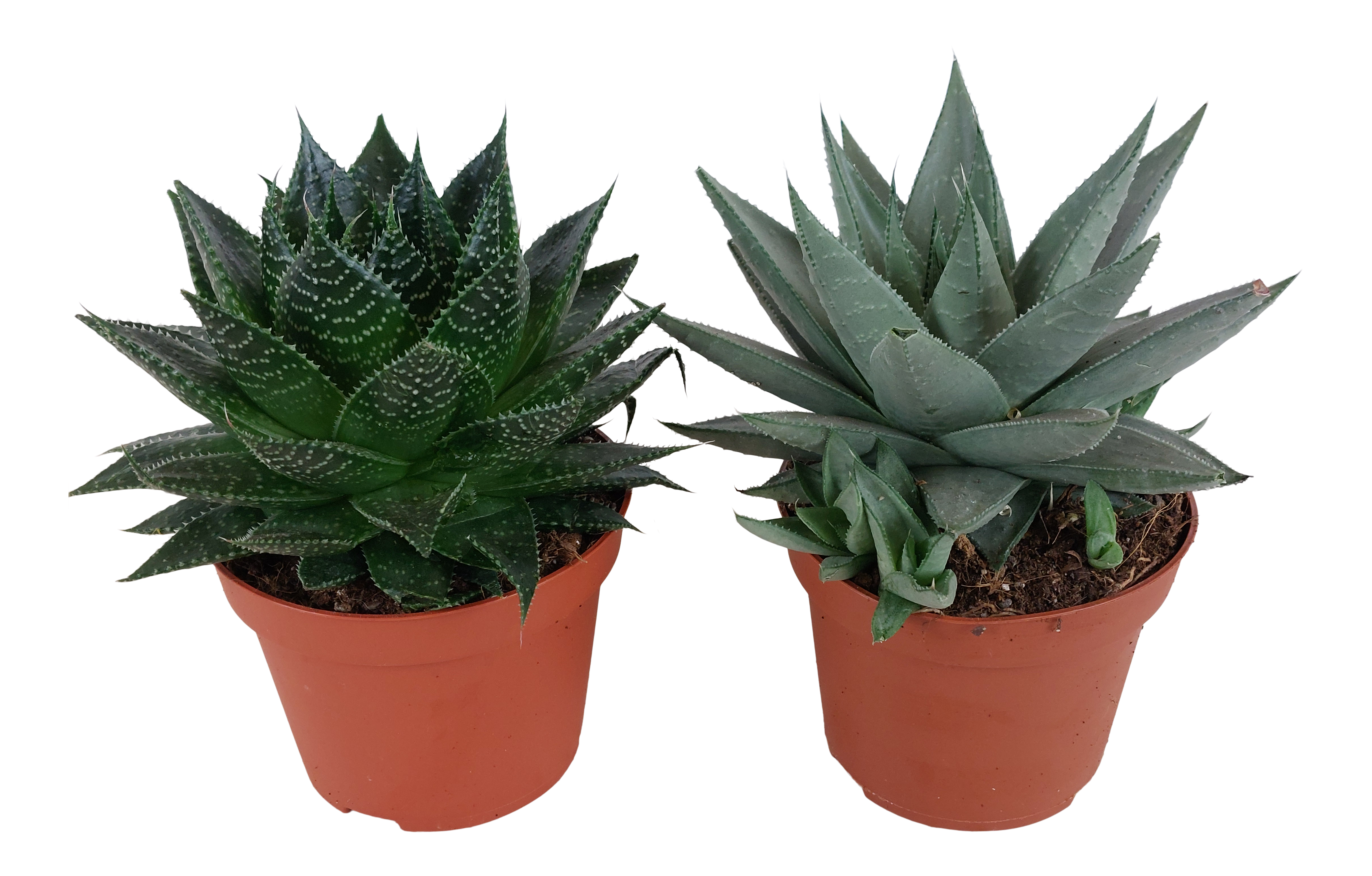 Haworsja Savanna mix 12 cm