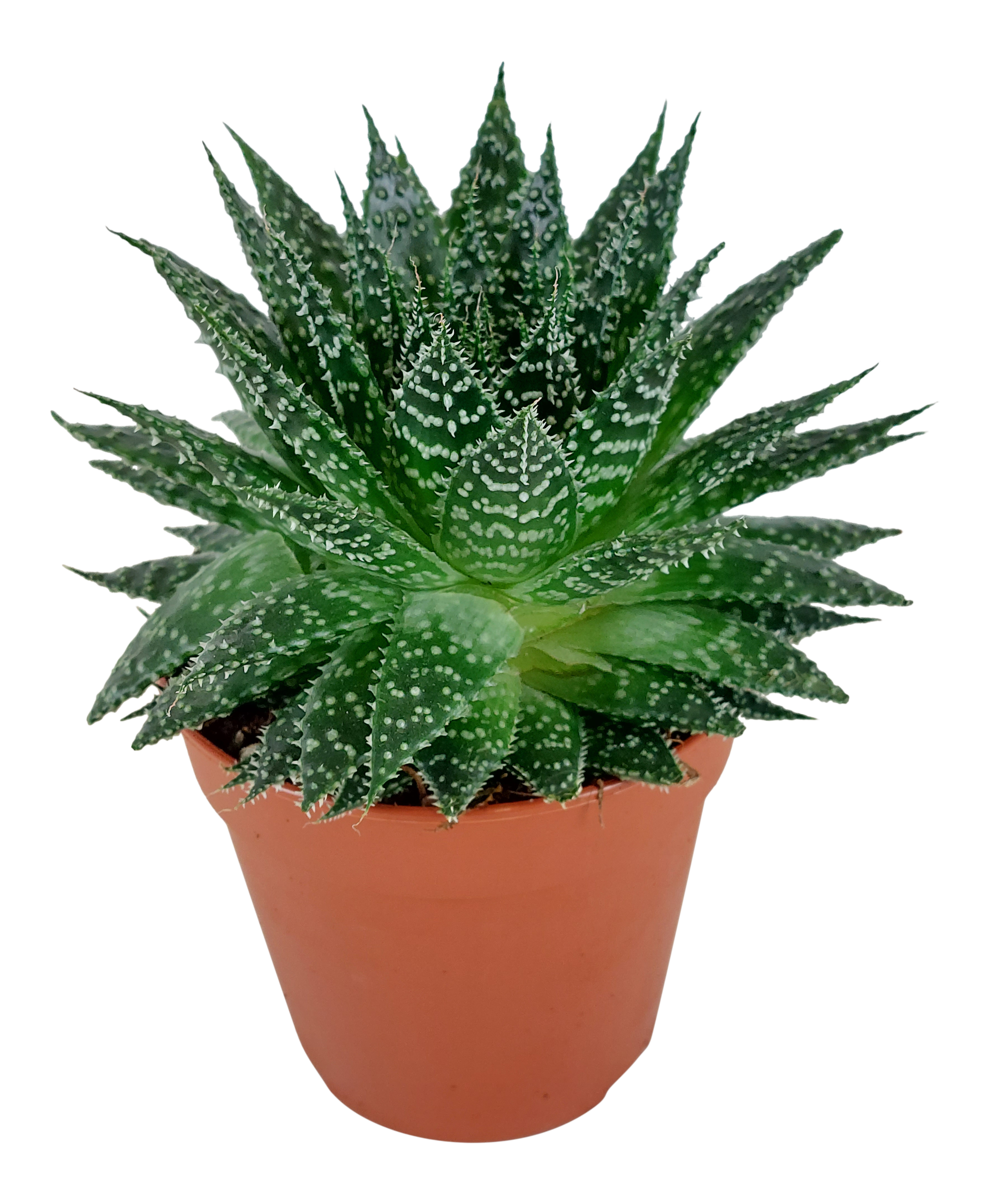 Aloes Zambezi 15 cm