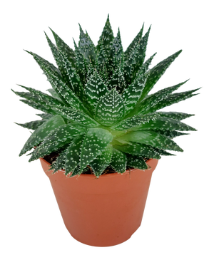 aloe vera thermo gel 99% Organic Aloe Vera Gel, Soothing Moisturizer 12oz main image 1