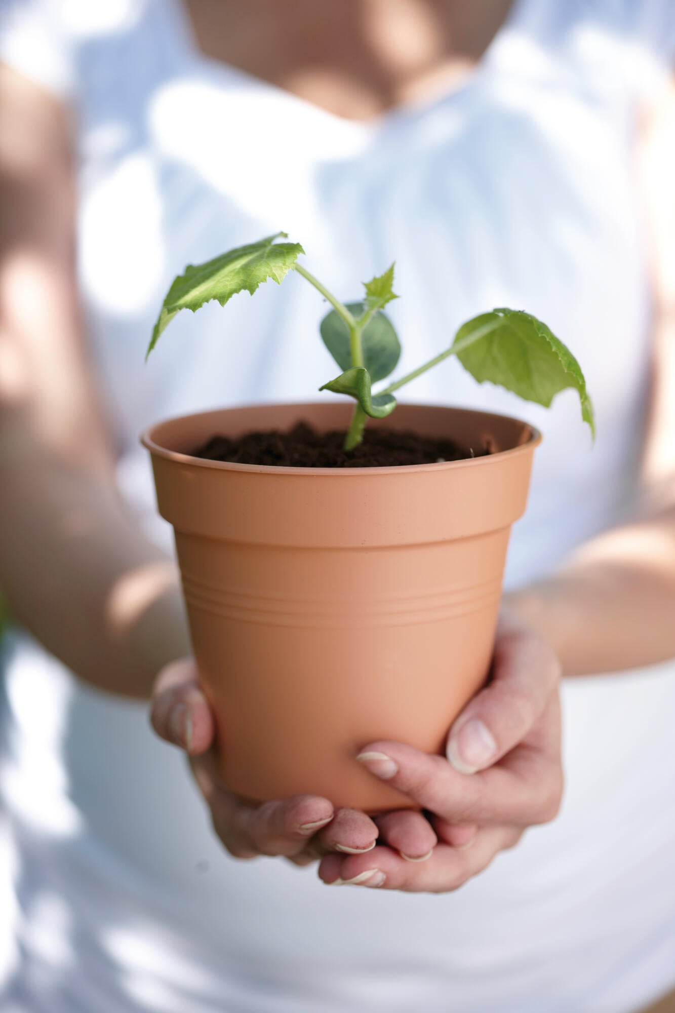 Vaso Basics Growpot ELHO in polipropilene terracotta H 12 x ø 13 cm - 4