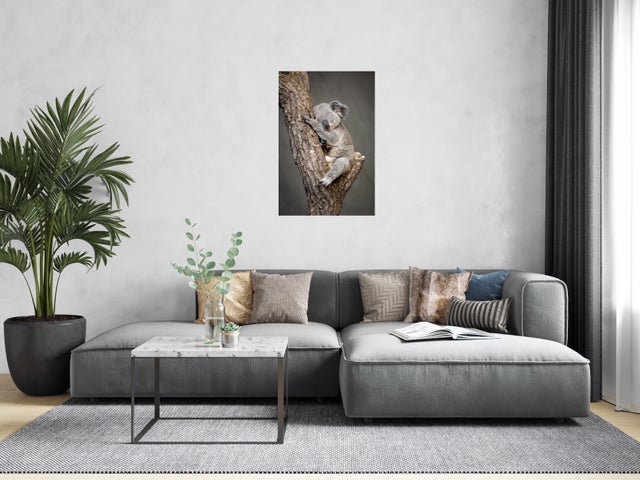 Toile Koala endormi, marron, gris CEANOTHE l.45 x H.65 cm