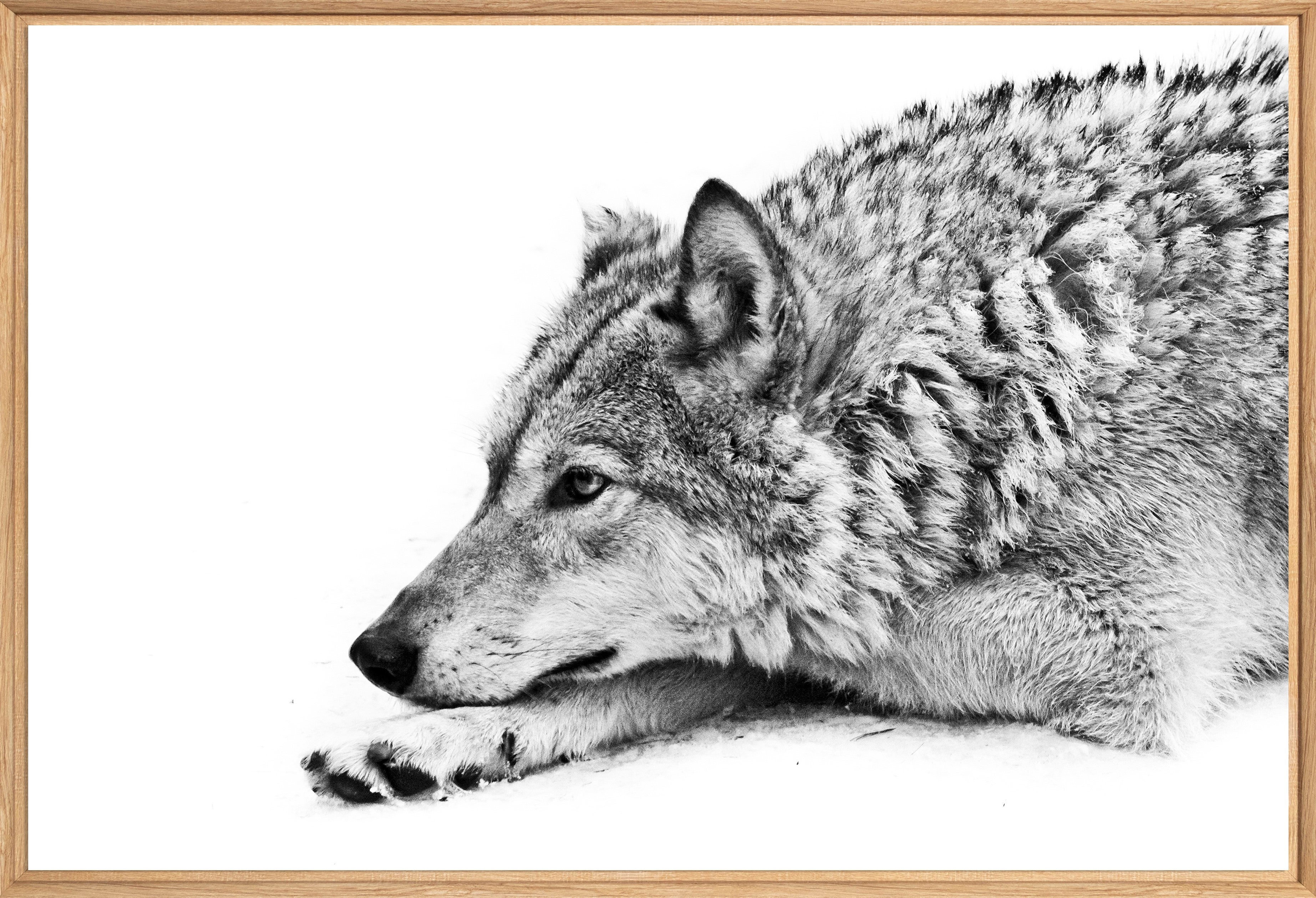 Décoration murale Loup des neiges CEANOTHE l.94.7 x H.65.2 cm - 2