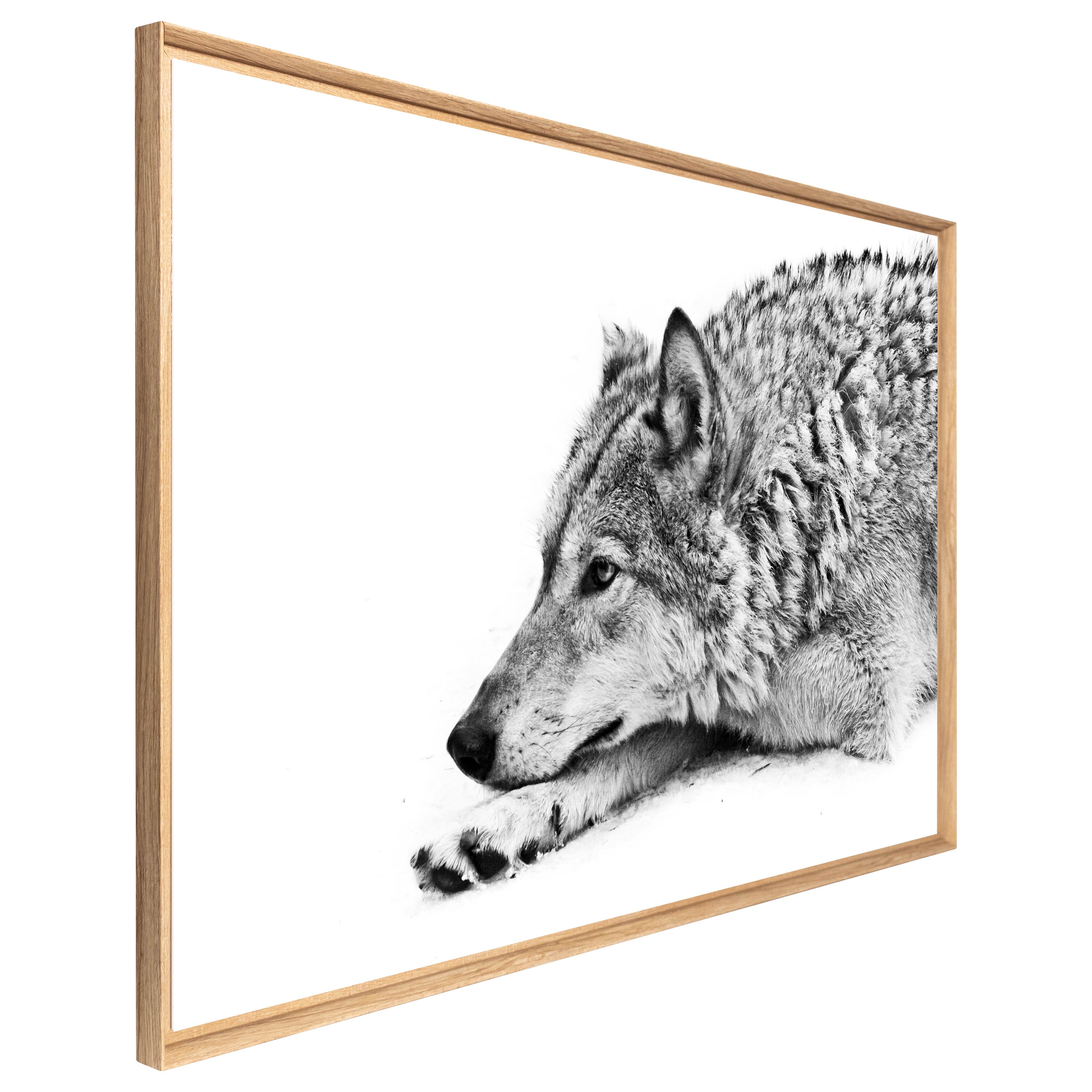 Décoration murale Loup des neiges CEANOTHE l.94.7 x H.65.2 cm - 3