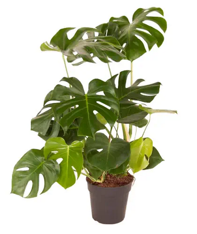 Monstera talea al miglior prezzo | Leroy Merlin