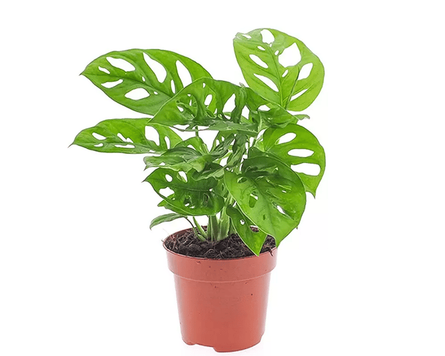 Monstera talea al miglior prezzo | Leroy Merlin