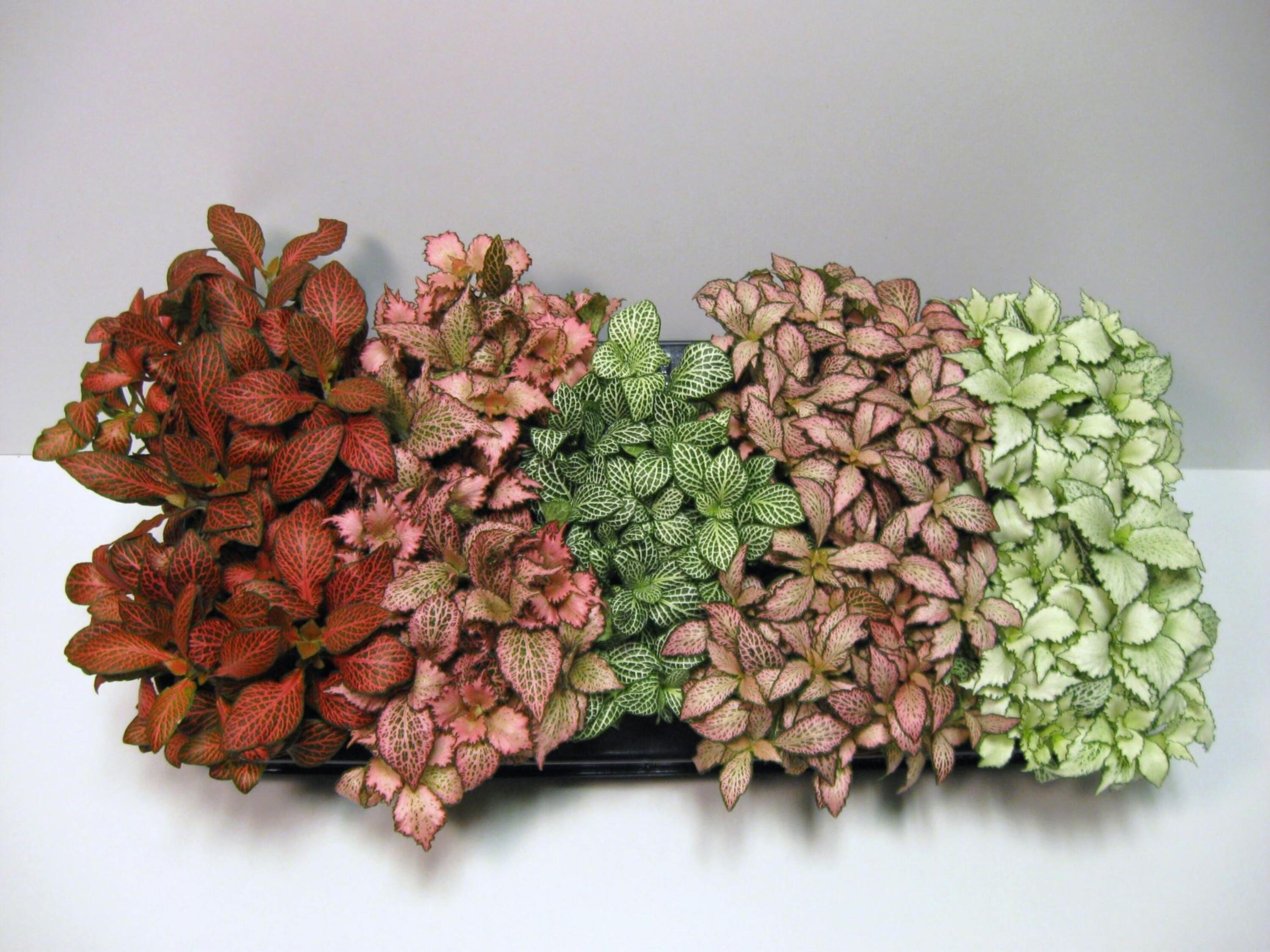 Planta Artificial Fittonia Rosa De 9" En Maceta Gris. ¡No La Riegues, No La Podes! Decoración Eterna.