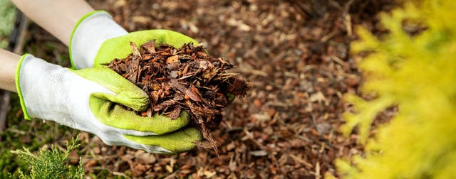 Pacciamatura: cos’è e come si produce