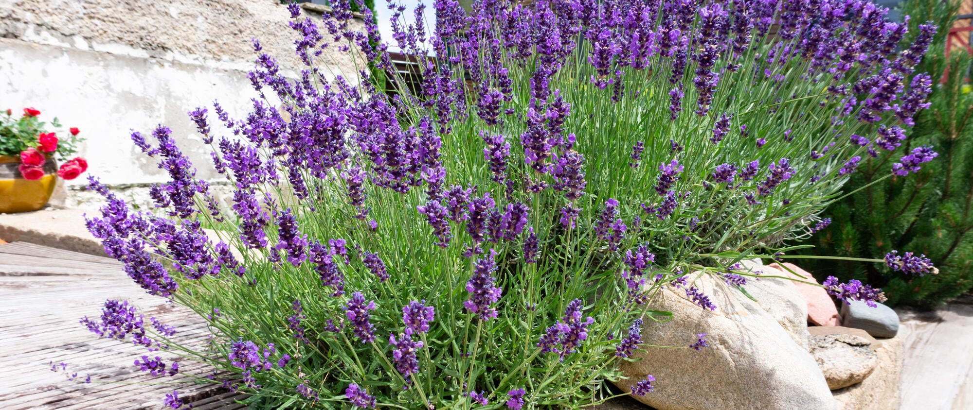 La lavanda, pianta dall'anima estiva che fiorisce da agosto a