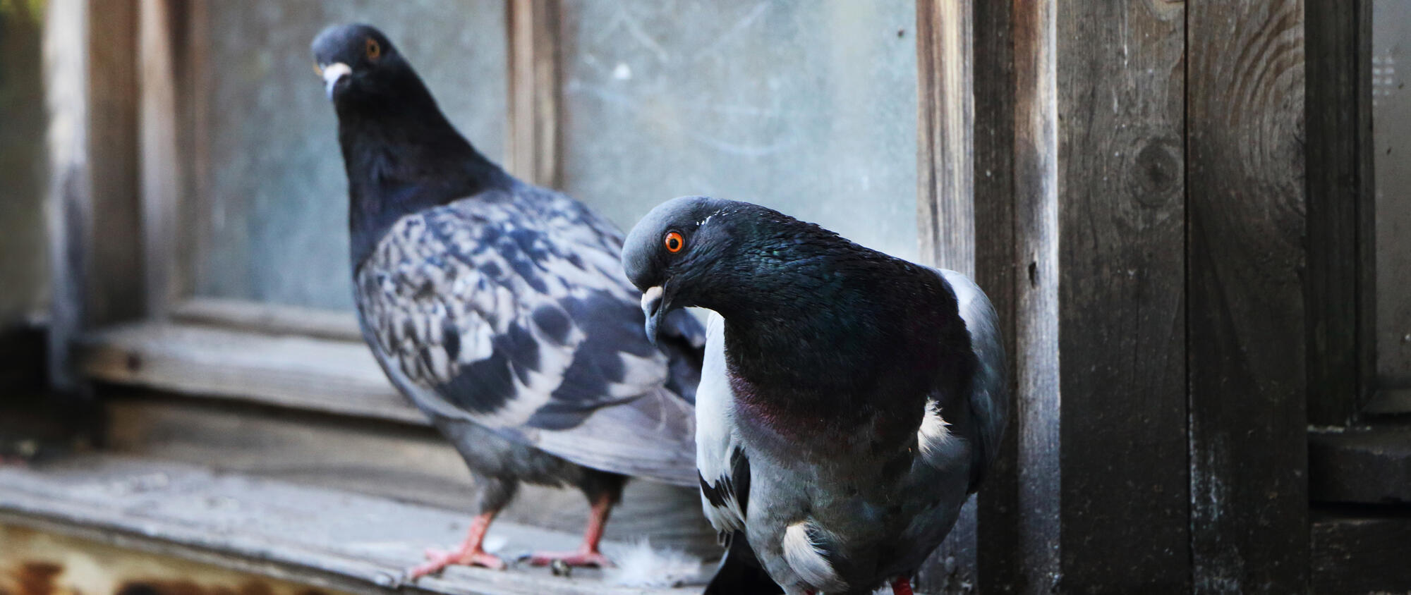Come allontanare i piccioni dal terrazzo con metodi naturali