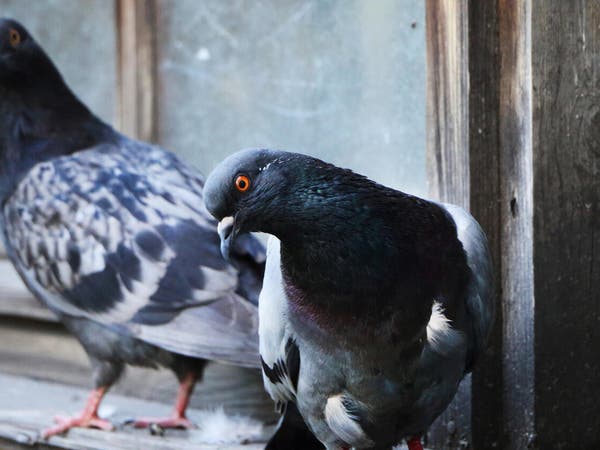 Come allontanare i piccioni dal tuo balcone: la soluzione è una pianta