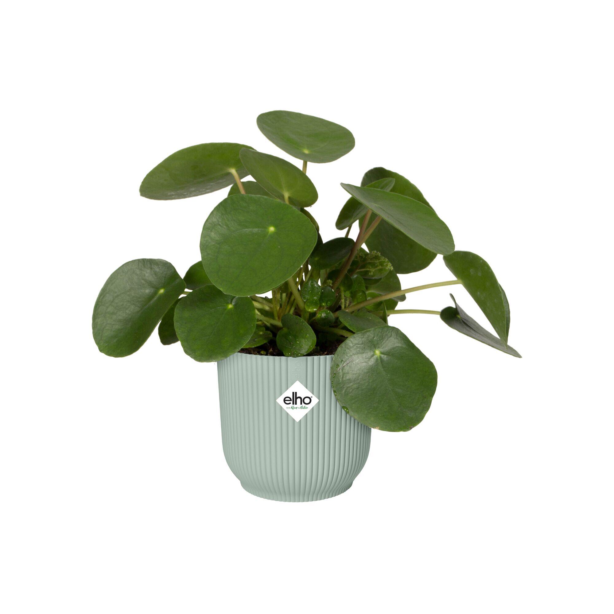 VIBES FOLD ROND MINI 11CM VERT SORBET - 3